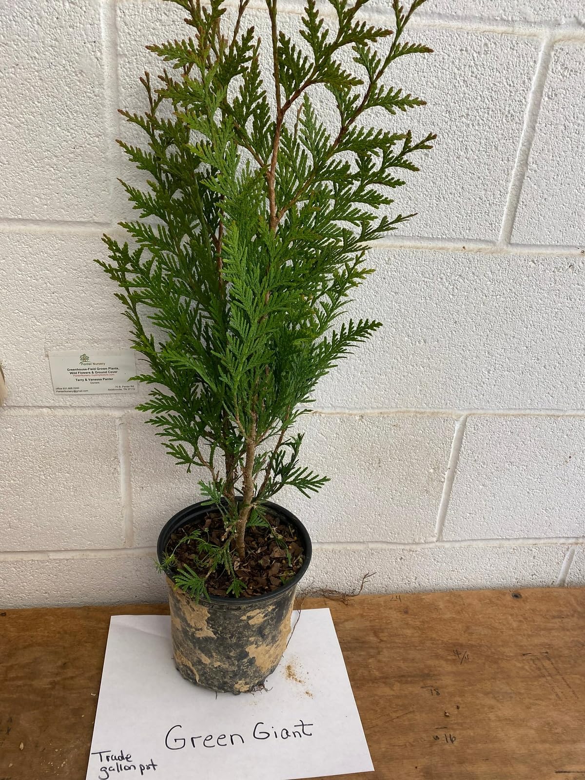 Live Plant - Thuja Green Giant Arborvitae Tree - Live Plant - 24-36" Tall - Trade Gallon Pot