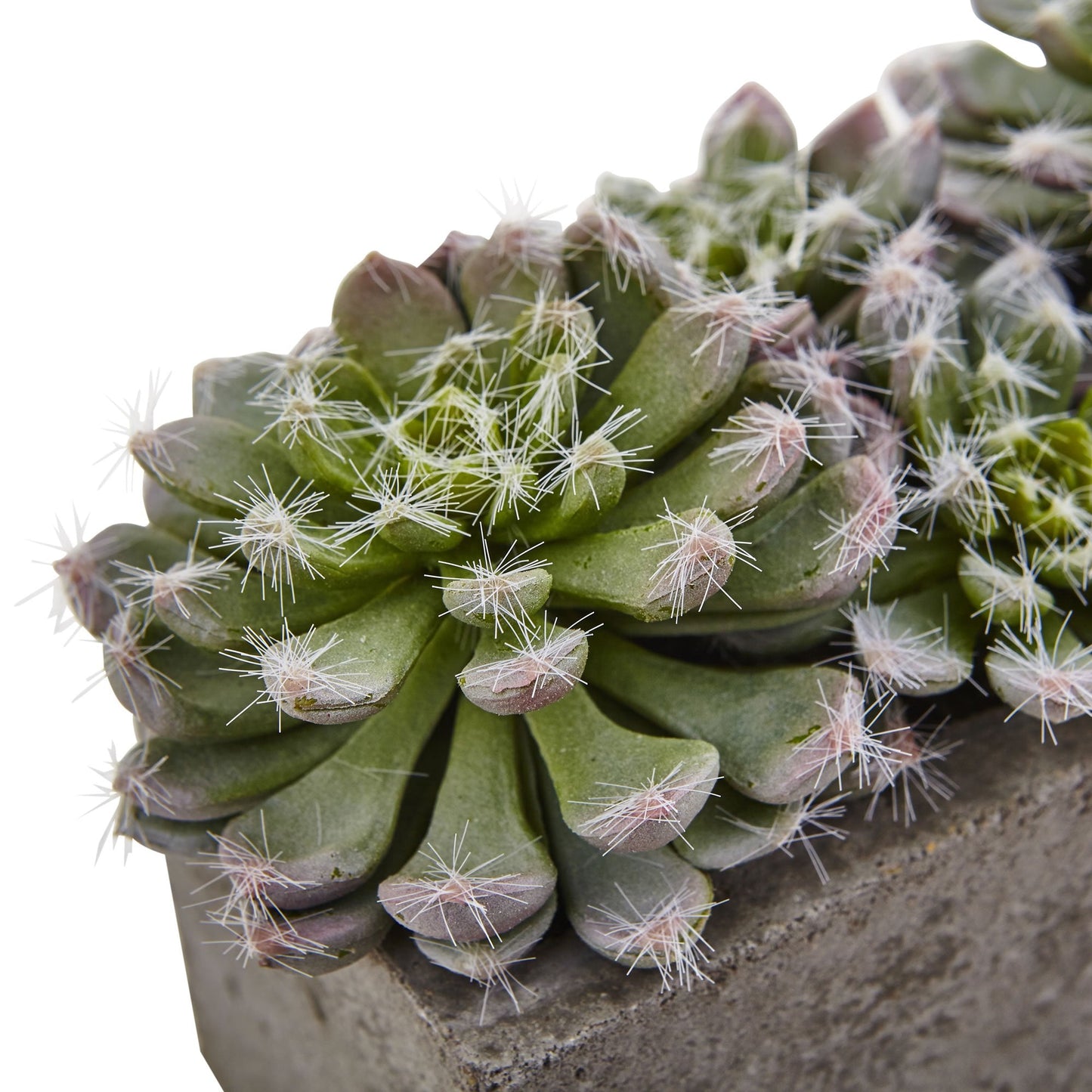 Nearly Natural Succulent Garden with Textured Concrete Planter