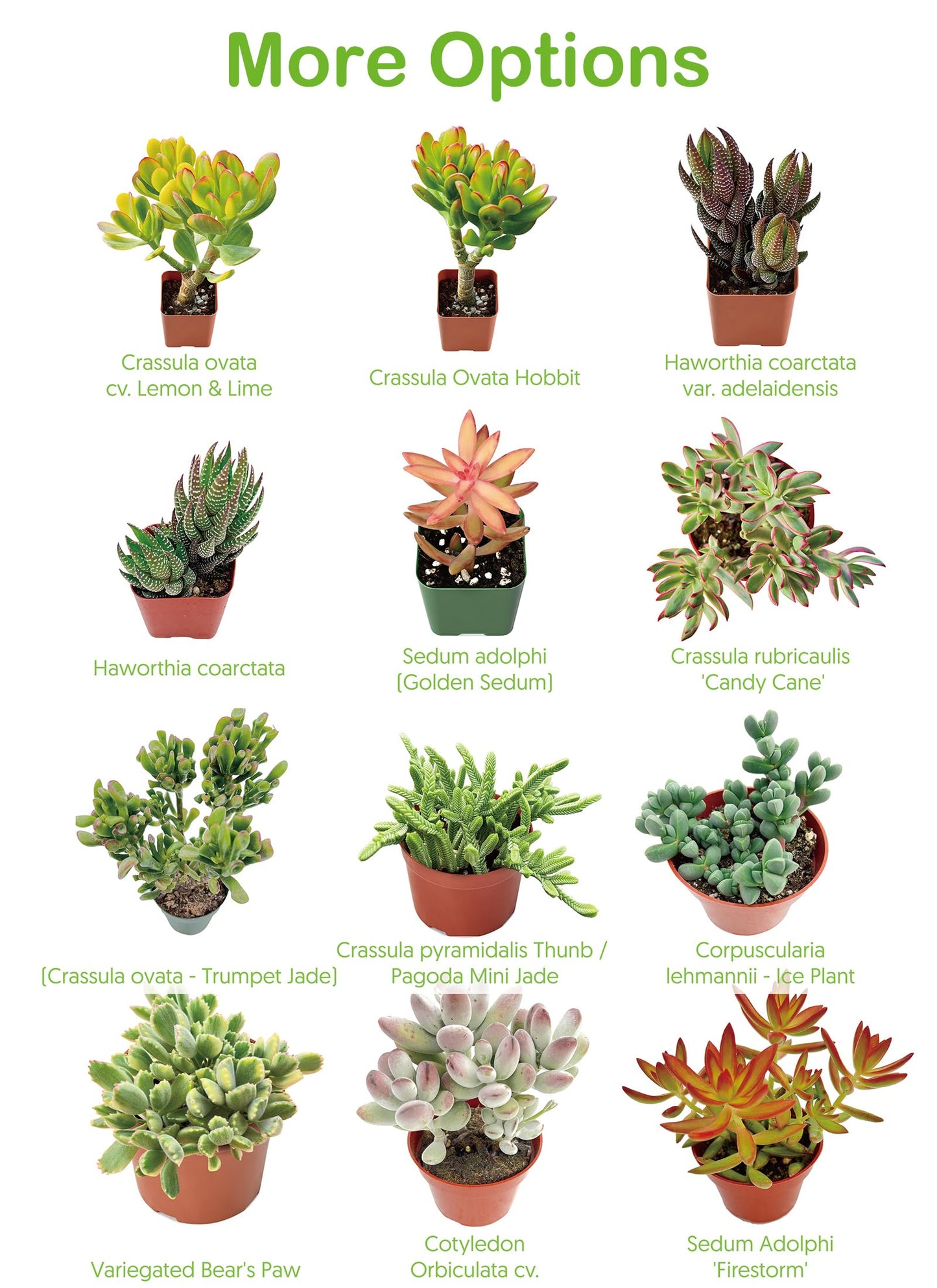 4" Live Succulent Plants Tradescantia Nanouk, Easy Care Potted Succulents, Indoor Houseplant, Unique Gifts, Home Office Décor