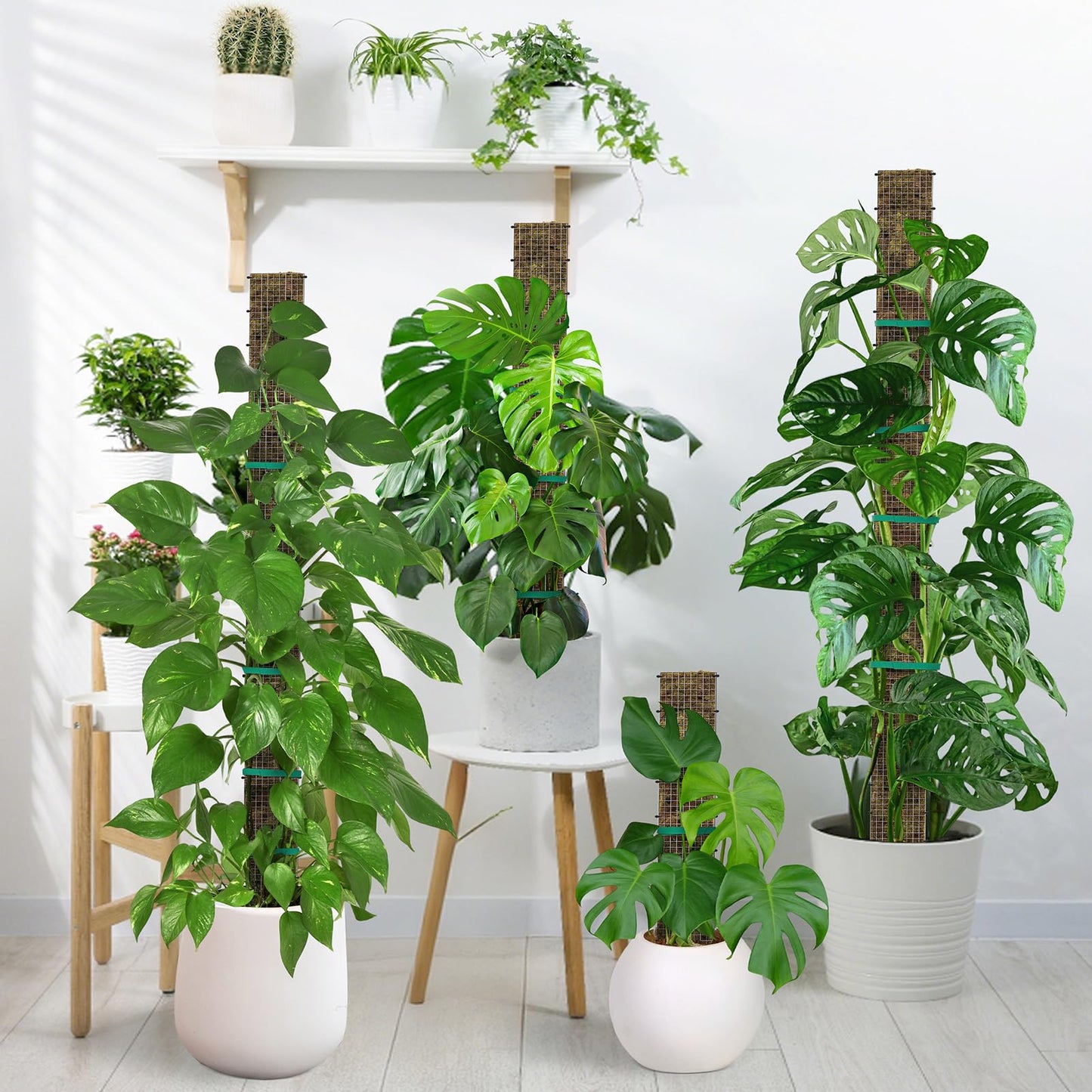 24"+40"+60" Metal Moss Pole - 6 Pack D Shape Sphagnum Moss Pole, Moss Poles for Climbing Plants, Monstera, Climbing Plants Indoor