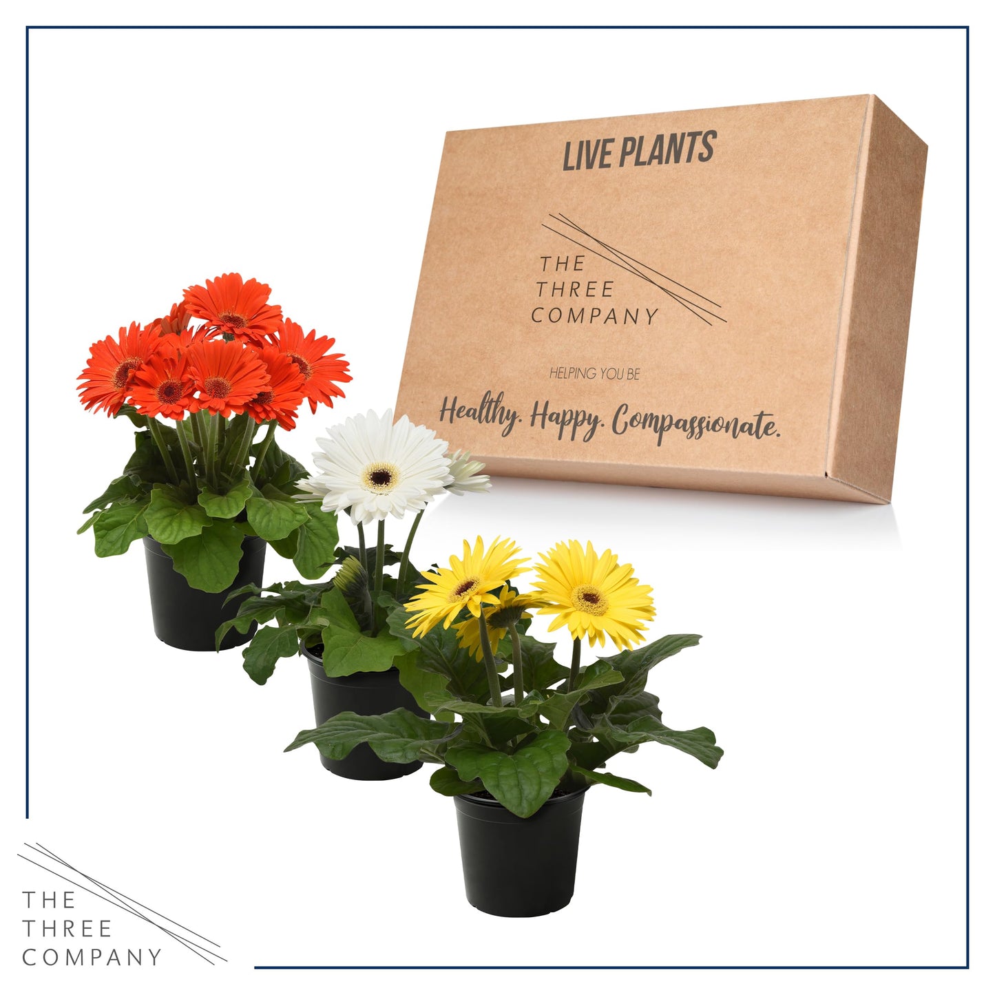 Live Flowering Gerbera Daisies - Grower's Choice Assorted Colors (3 Plants Per Pack) - Beautiful Spring Flowers - 12" Tall by 5" Wide in 1 Qt Pot