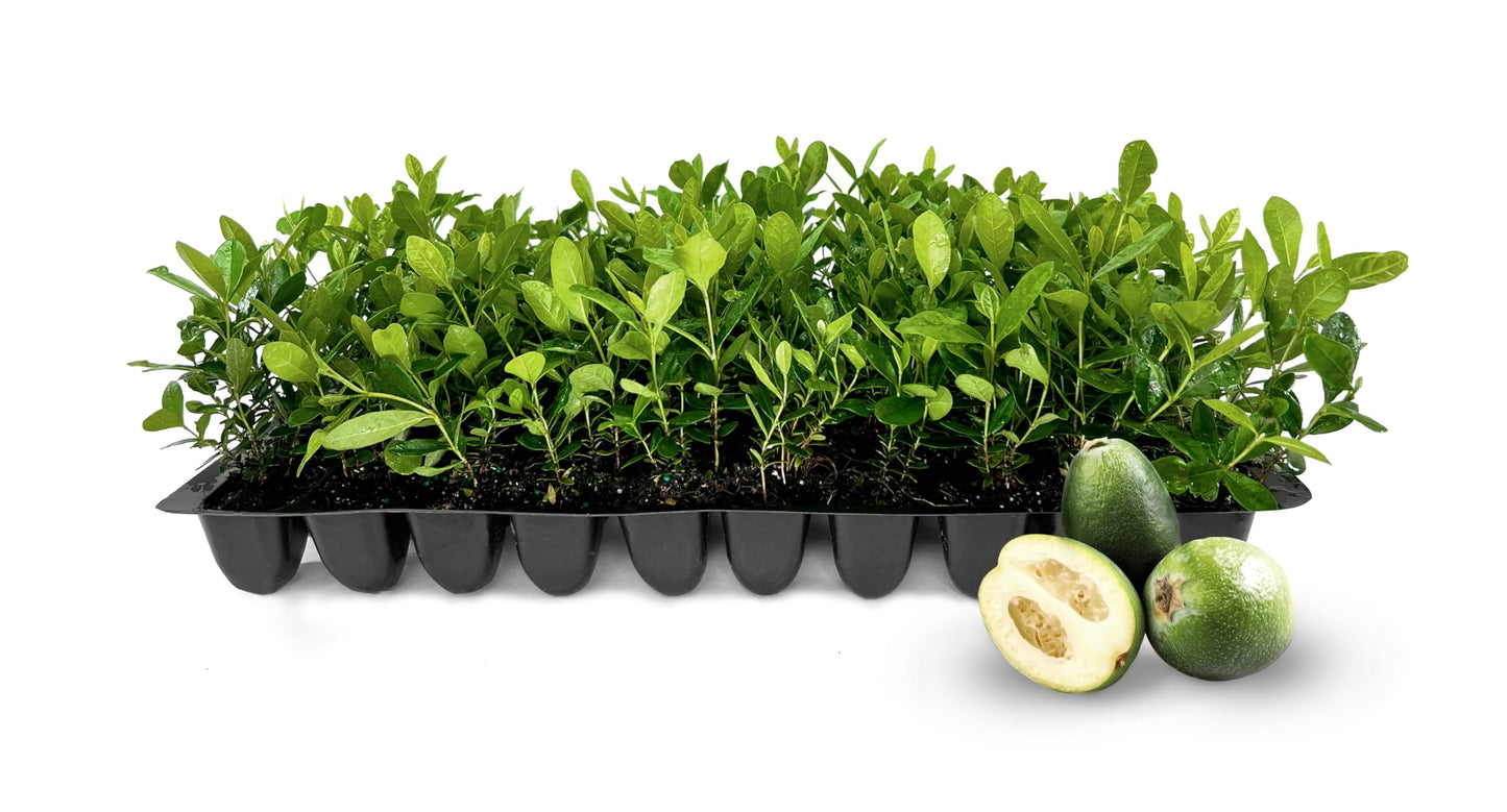 Pineapple Guava - 3 Live Plants - Feijoa Sellowiana - Edible Fruit and Flowering Foliage