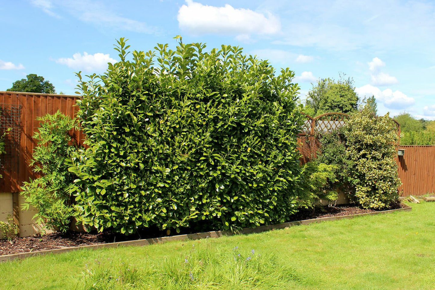 Live Plant - Bay Leaf Tree - 5-6" Tall Live Plant, Seedling, Sweet Bay Laurel, Laurus nobilis