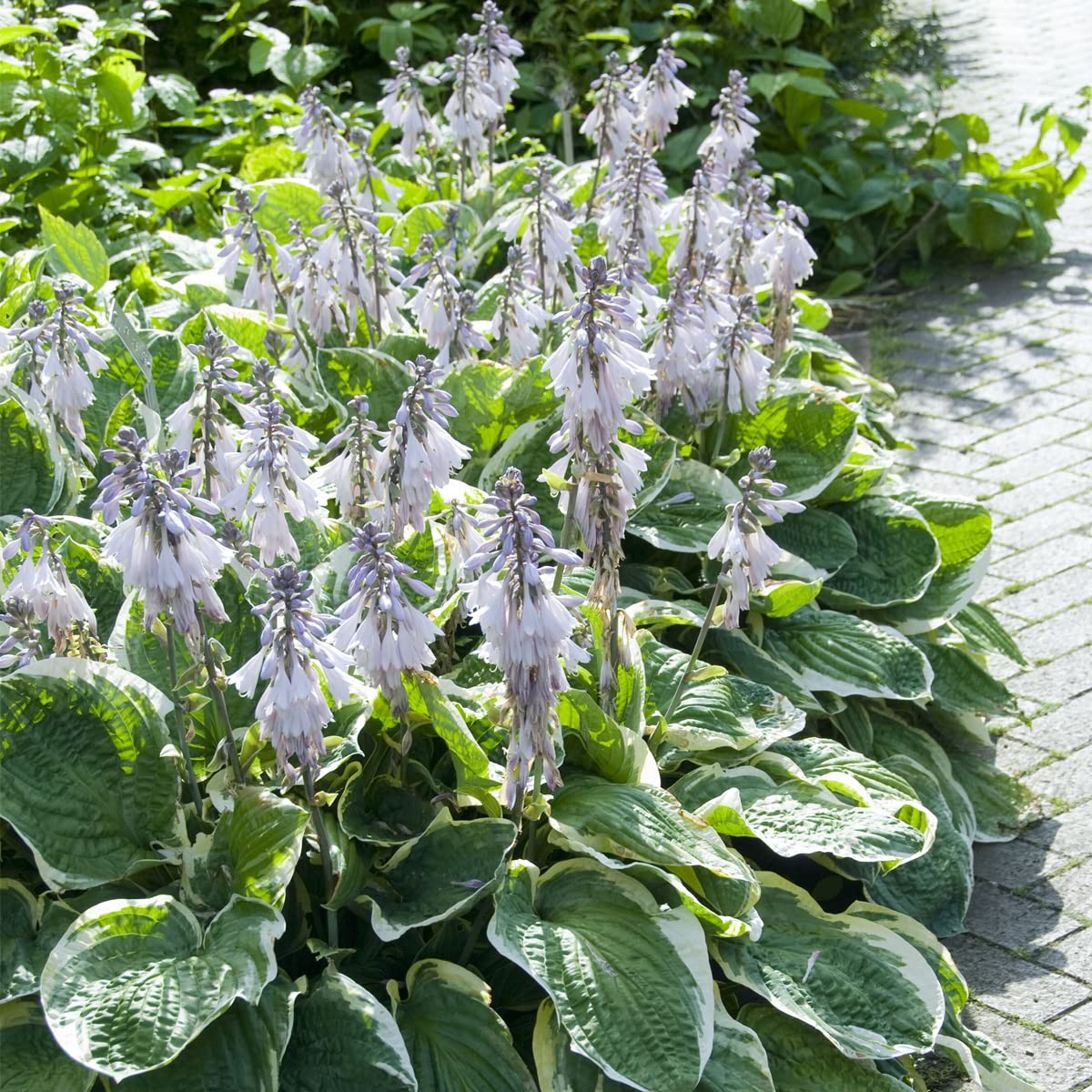 Van Zyverden Hosta Minuteman Set of 3 Roots