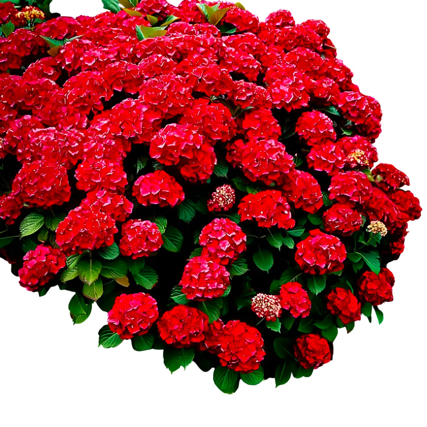 Red Hydrangea Shrub Live Plant – Hardy Flowering Shrub with Vibrant Red Blooms for Garden, Landscape & Outdoor Decor (2 Gallon/Potted/Single Plant)
