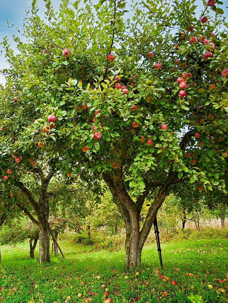 Winesap Apple Trees, Late-Season Harvest, Deciduous, Large Bright Red Fruit, 1 gal Nursery Pot, 2-3 ft. Tree Height (Due to Agricultural Laws, we Cannot Ship to CA, AZ, AK, or HI)