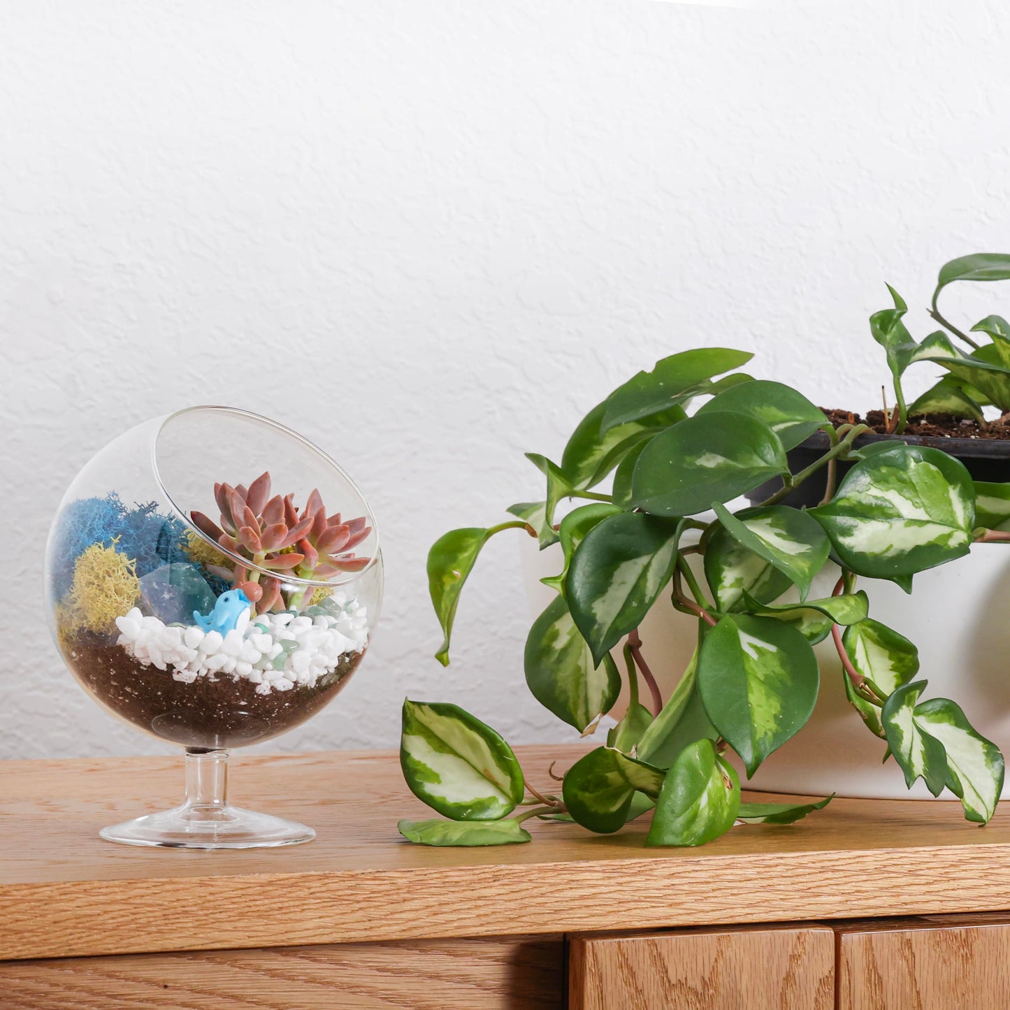 Creations by Nathalie DIY 6" DIY Chalice Terrarium Kit - Build Your Own Glass Terrarium for Adults & Teens with Moss, Crystals, Tools & Decorative Figurine - Mini Ecosystem (Plant Not Included)