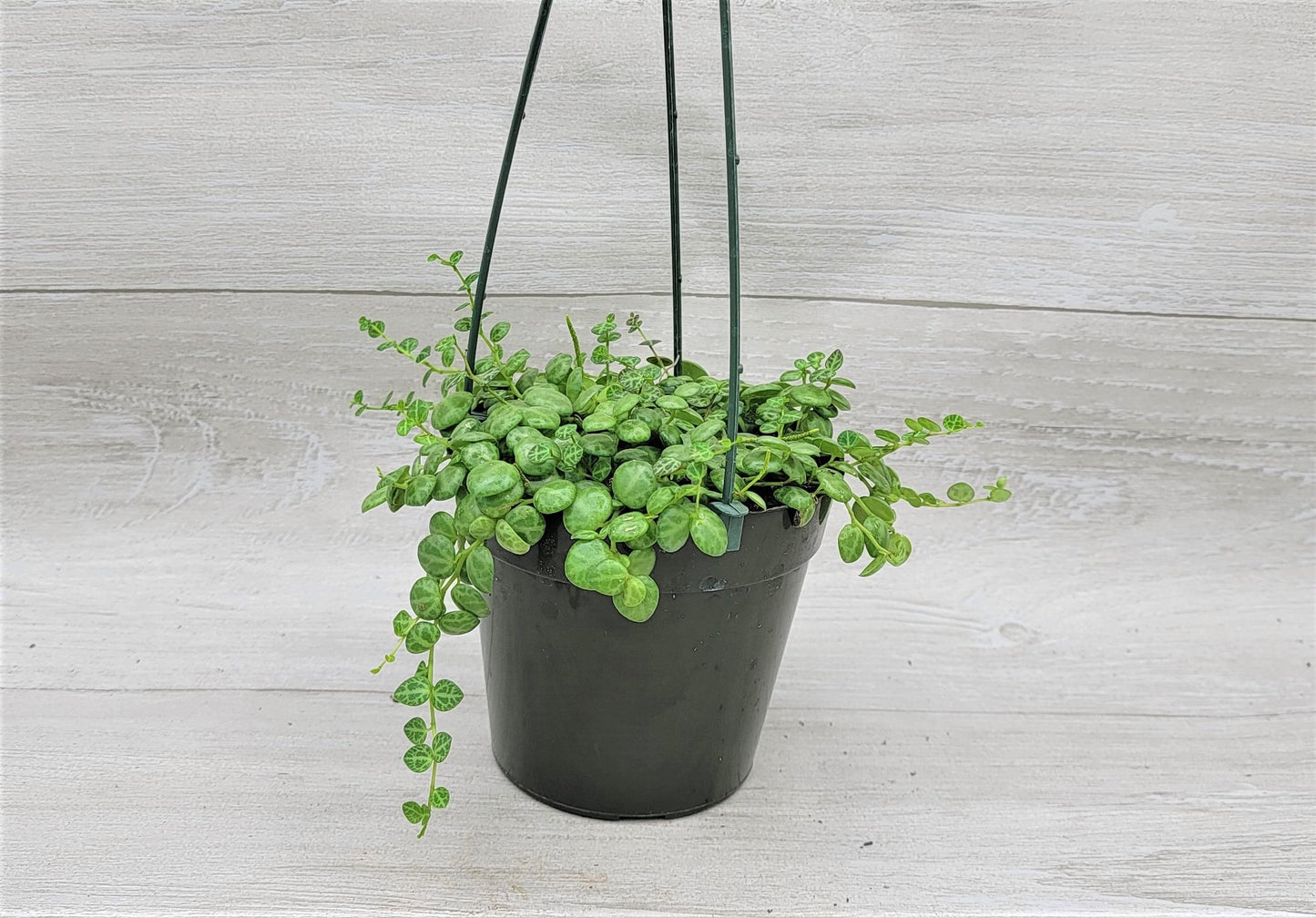 String of Turtles,Peperomia Prostrata Plant Live Rare Houseplants All Plants are Fully Rooted Plants in 4 inch Hanging Pot by 3exoticgreen