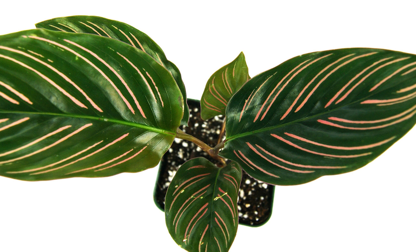 Josh's Frogs Calathea Prayer Plants (Pinstripe)