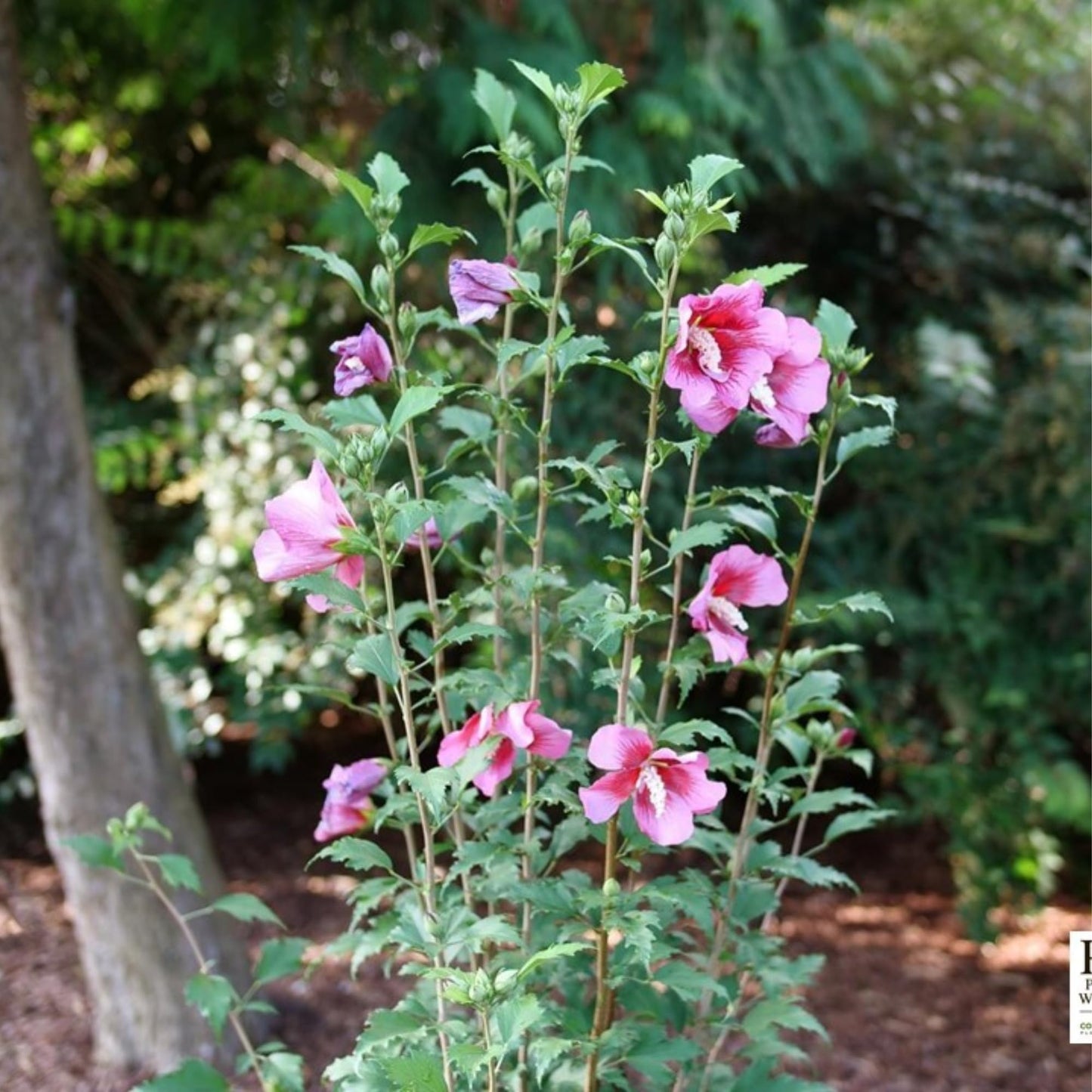 Proven Winners Red Pillar Rose of Sharon (Hibiscus syriacus) Live Plant, 4.5" Qt, 4 Pack