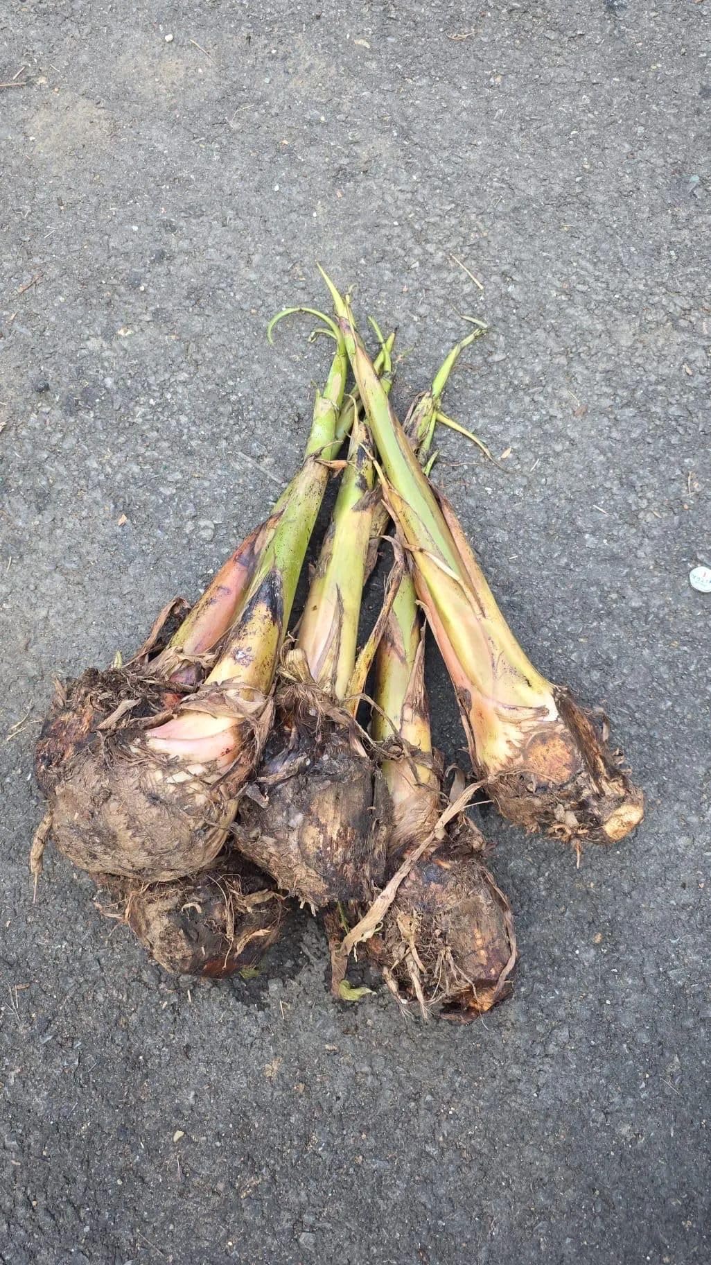 Puerto Rican Plantain Tree Seedling, 12 in Live Tropical Fruit Plant, Seed Grown, Outdoor Growing, USDA Zones 9-11