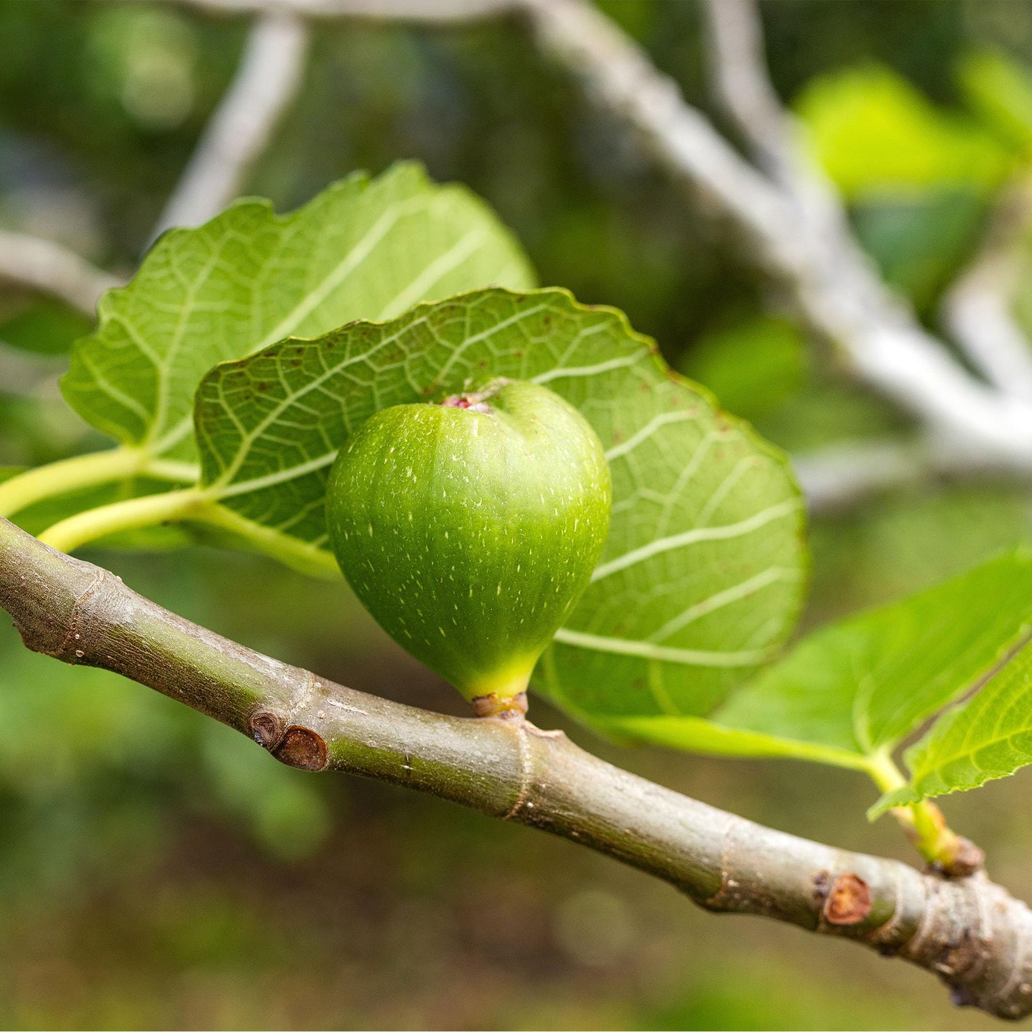 Perfect Plants Kadota Fig 1 Gallon | Fig Tree | Fruiting Tree | Spring Fruit