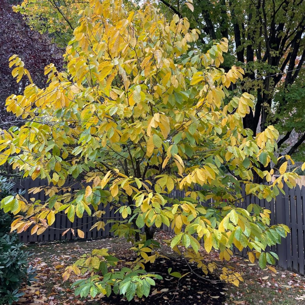 Pawpaw Tree Live Plant, 6-15 Inch Tall, Quart Pot, Paw Paw Plant Live for Outdoor Planting, Cold-Hardy Fruit Tree