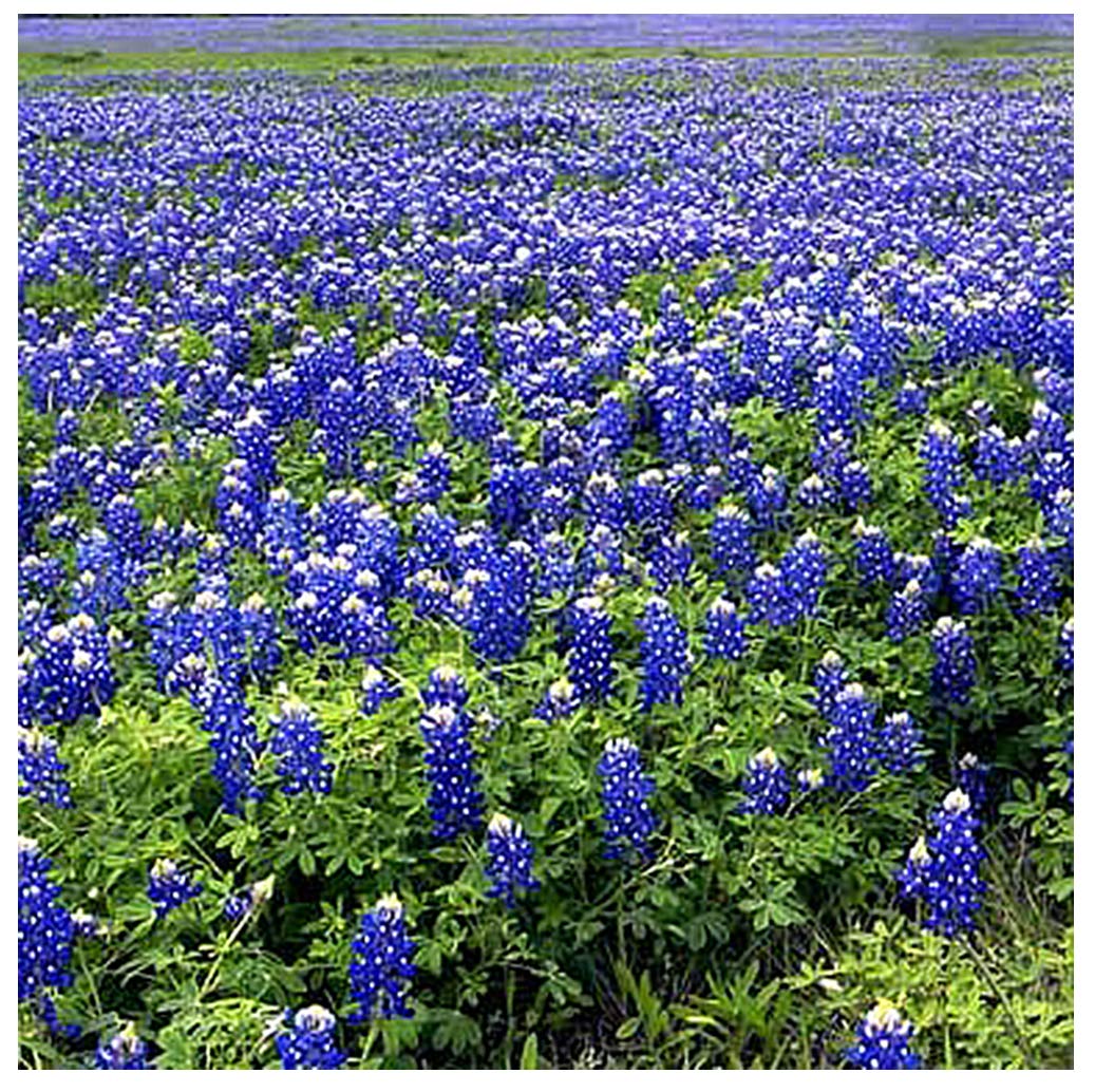 Mixed Lupines with Many Colors - 250 Seeds
