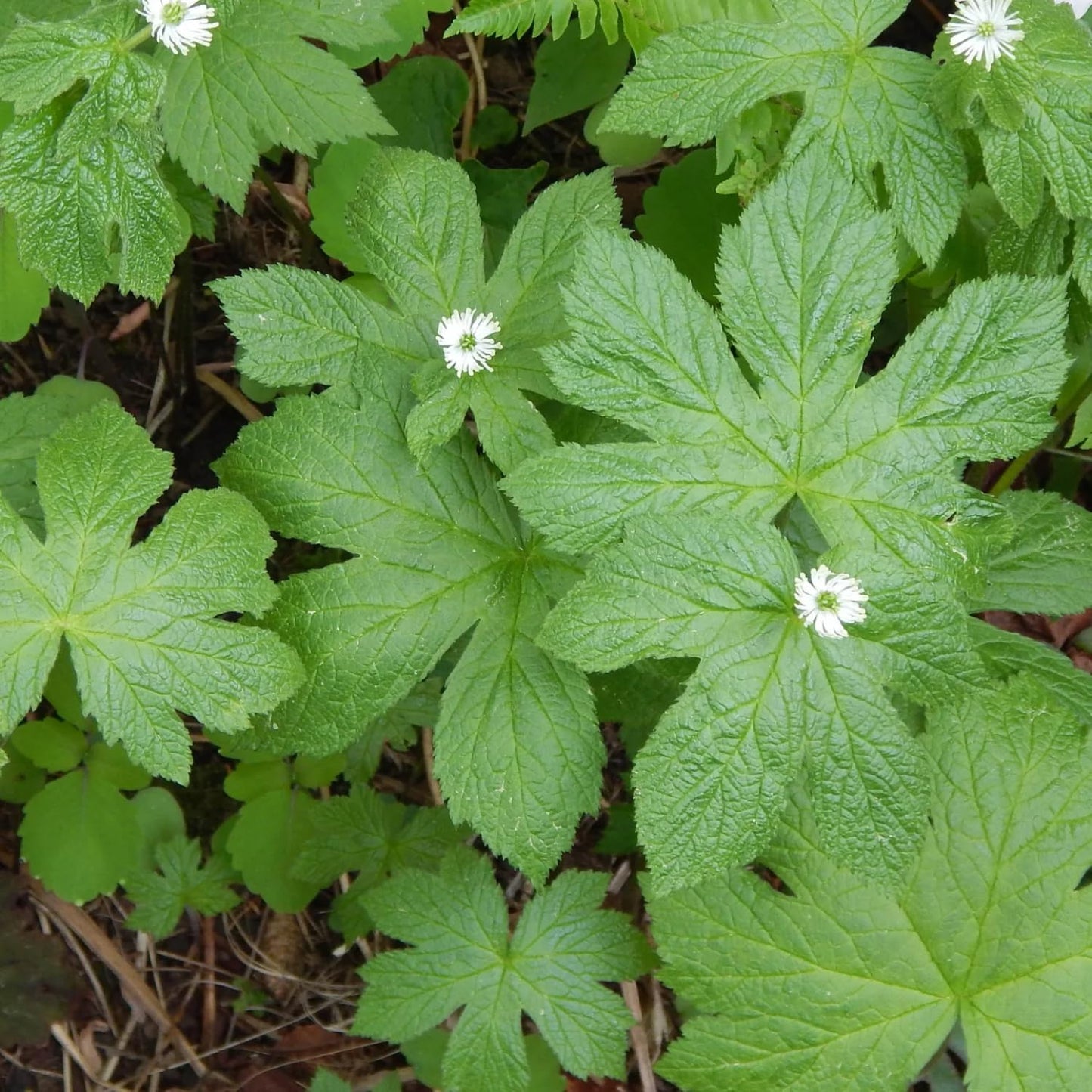 Pack 10 Goldenseal Roots, Golden Seal Live Plants for Outdoor Growing