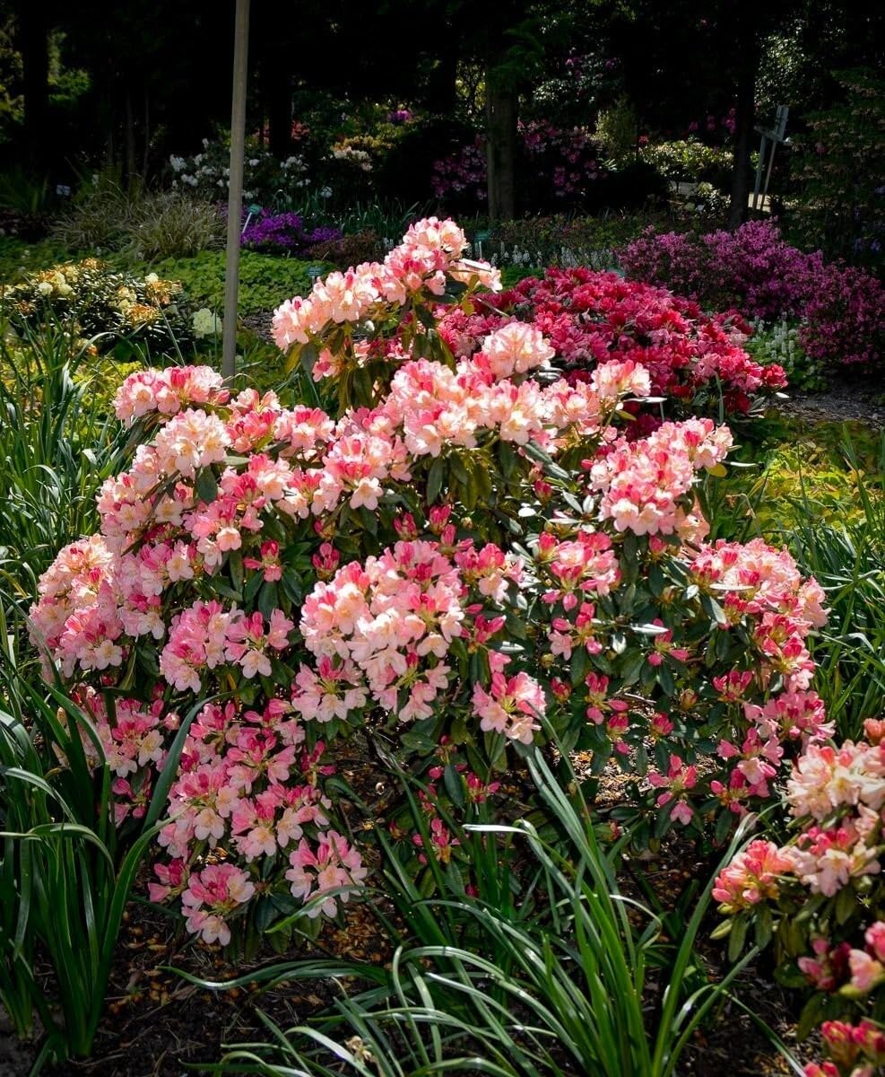 Live Plant - Percy WisemanAzalea RhododendronSTARTER Plant