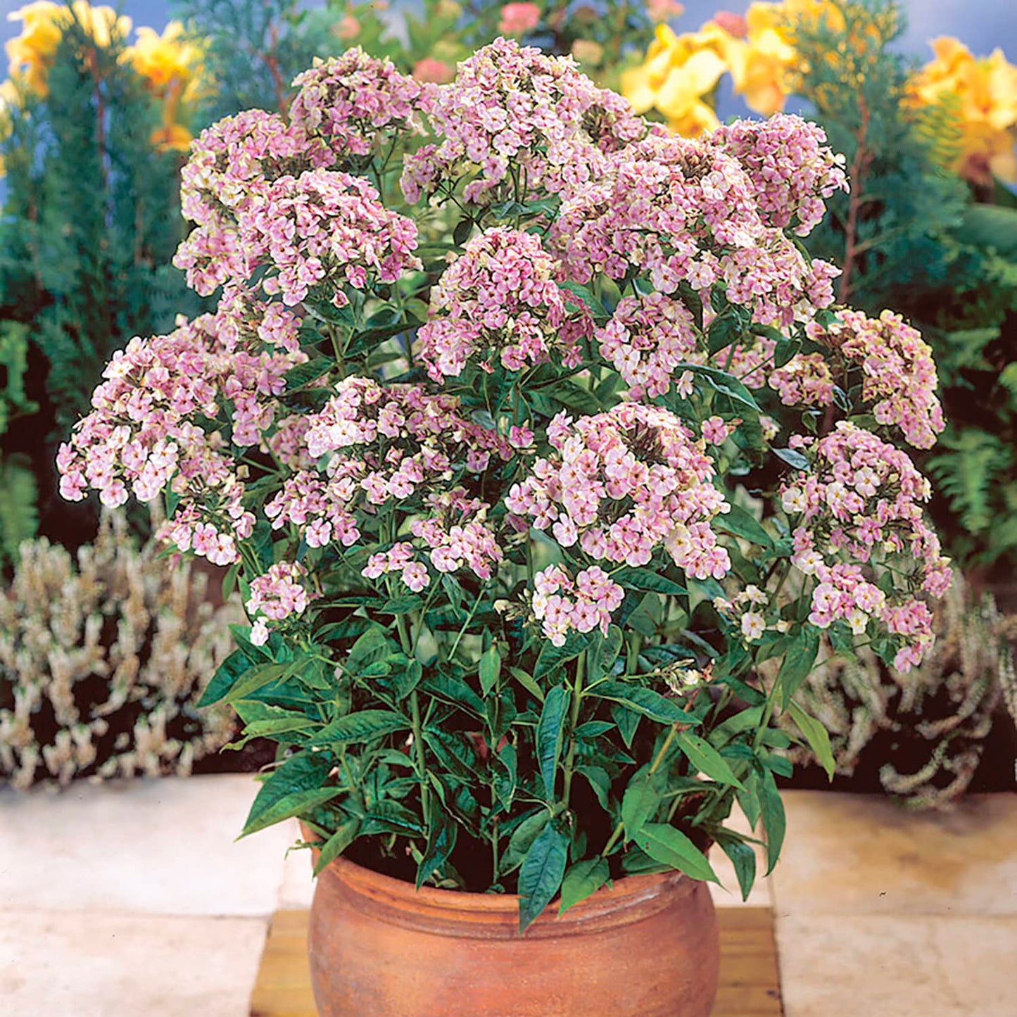 Van Zyverden Tall Phlox Paniculata Starburst Set of 5 Roots