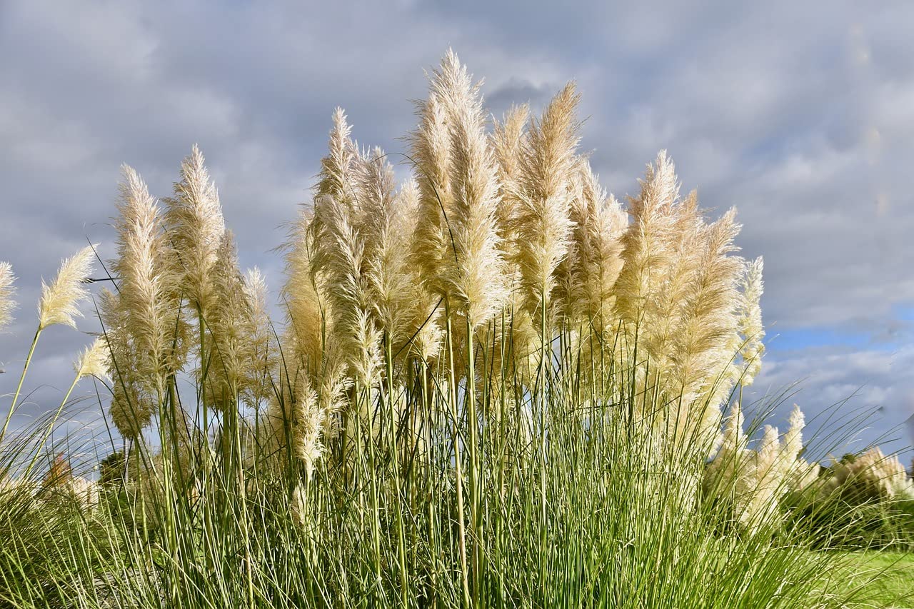 Greenwood Nursery: Live Ornamental Grasses - White Pampas Grass + Cortaderia Selloana - [Qty: 3X Pint Pots] - (Click for Other Available Plants/Quantities)