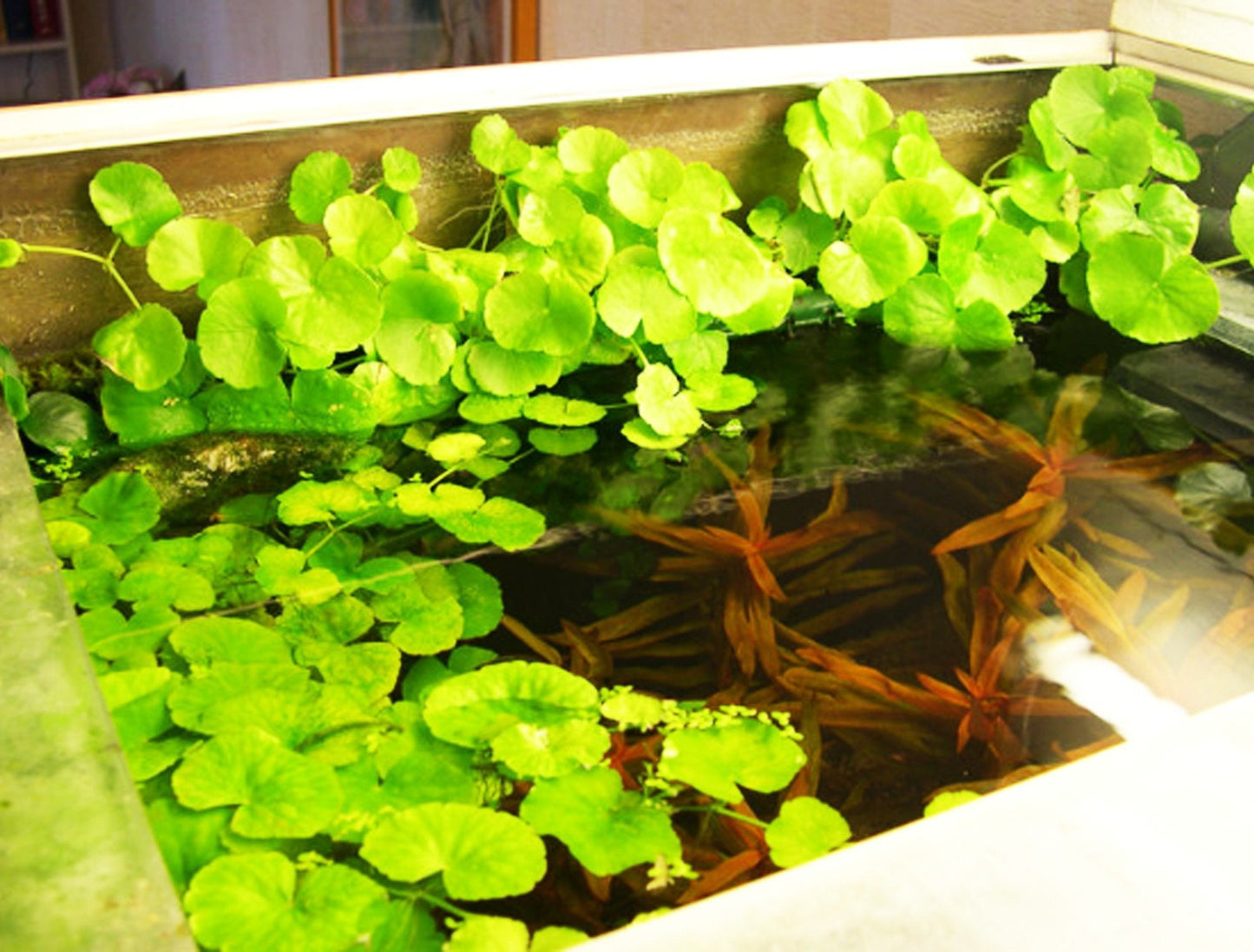 Mainam - Brazilian Pennywort Bundle Live Aquarium Plants 3 Days Live Guaranteed for Freshwater Pond Fish Tank