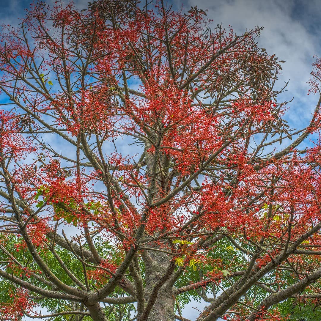 Palm Beach Medicinal Herbs - Australian Flame Tree (Brachychiton acerifolius) - Packet of 5 Seeds