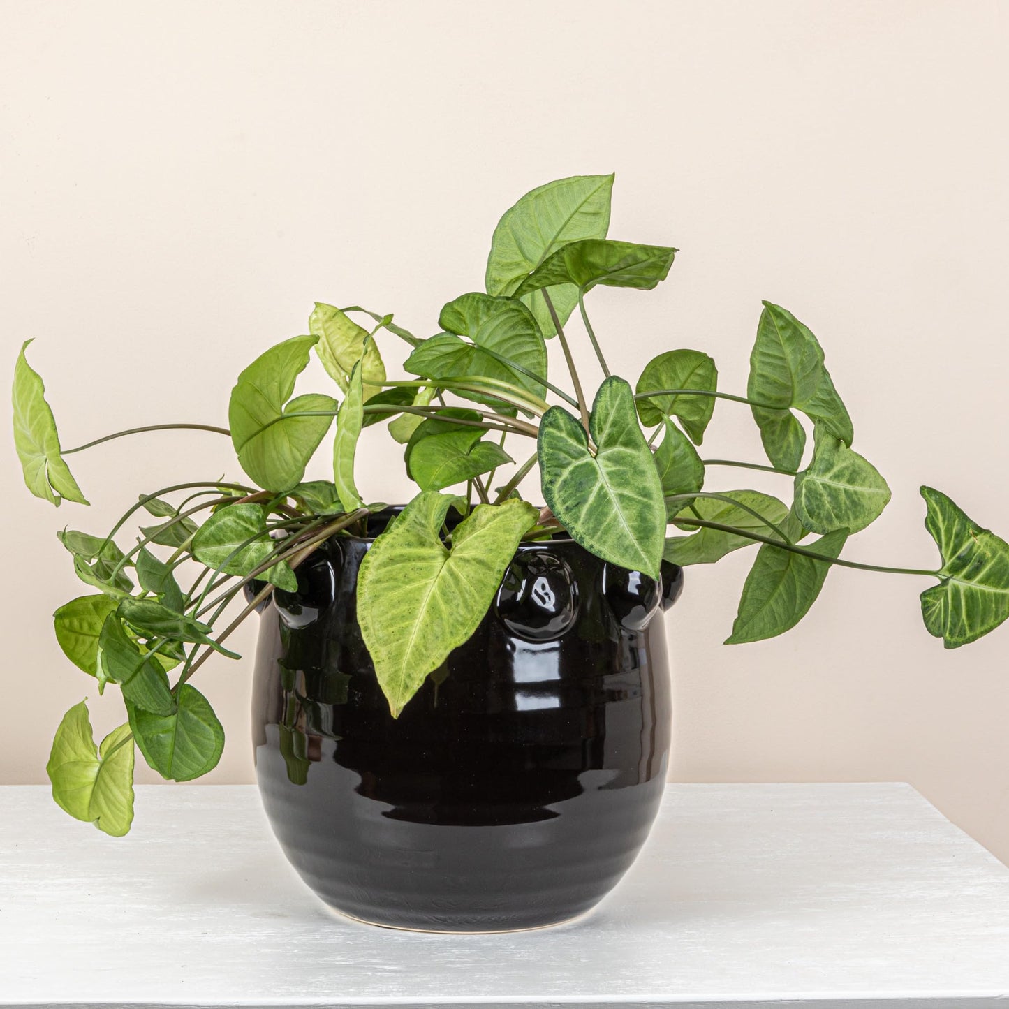 Creative Co-Op Round Terra-Cotta Planter with Raised Dots Design, Black