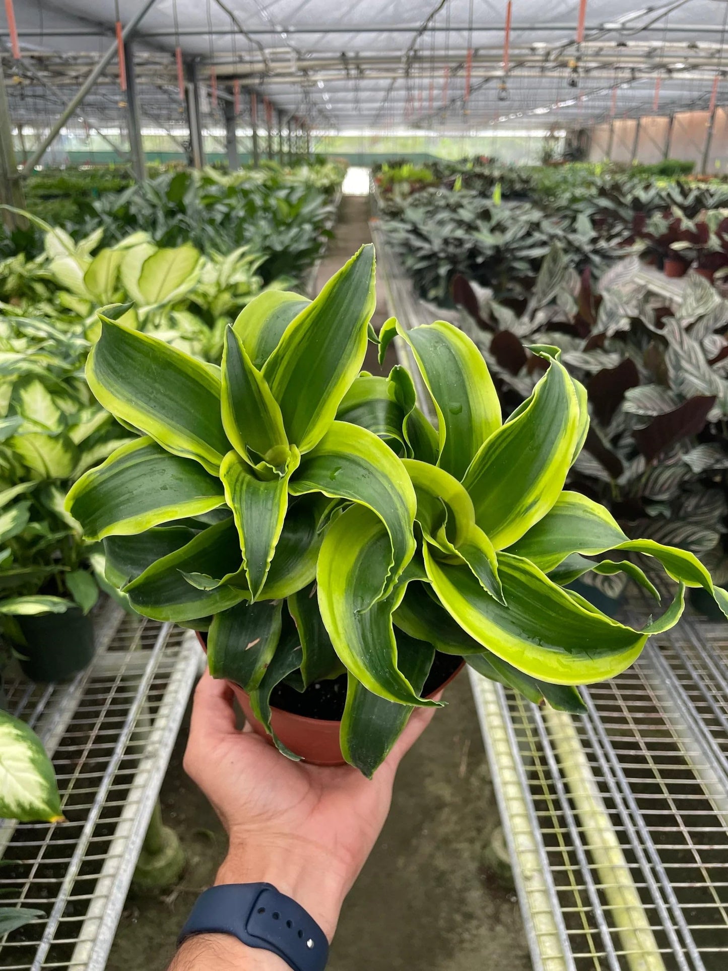 8 Pack Dracaena 'Tornado' in 4in Pot - Live Plants Tropical Houseplants | Variegated | USA Growers | The Snobby Leaf