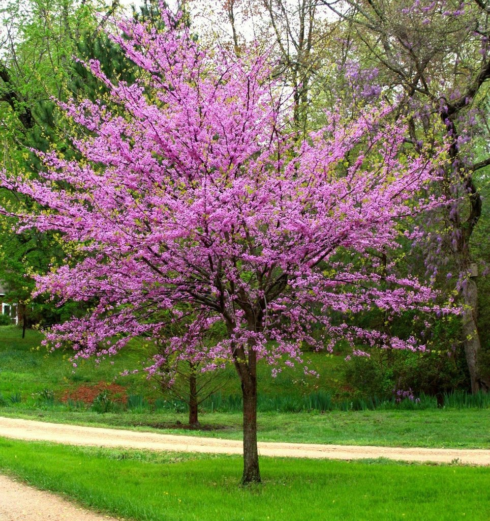 New Life Nursery & Garden / - Eastern Redbud Tree (Cercis), Quart Pot
