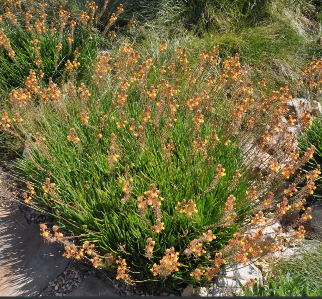 Live Plant - Orange bulbine-Bulbine frutescens-Small Rooted Starter Plant-Butterfly Host!