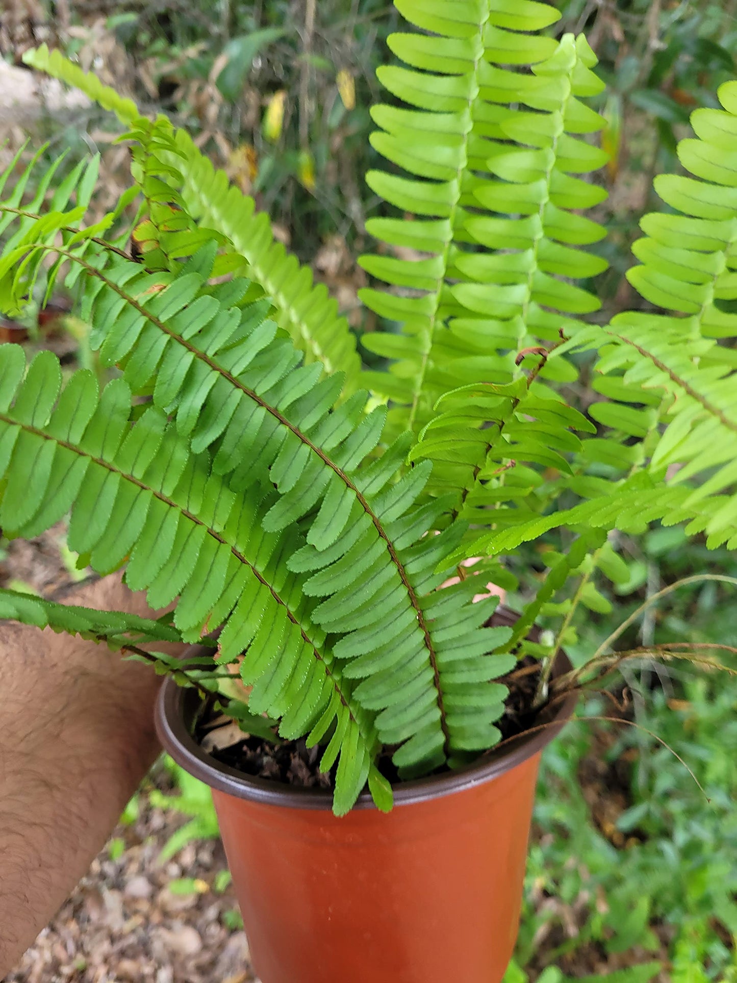 Boston Ferns in 6 Inch Pot