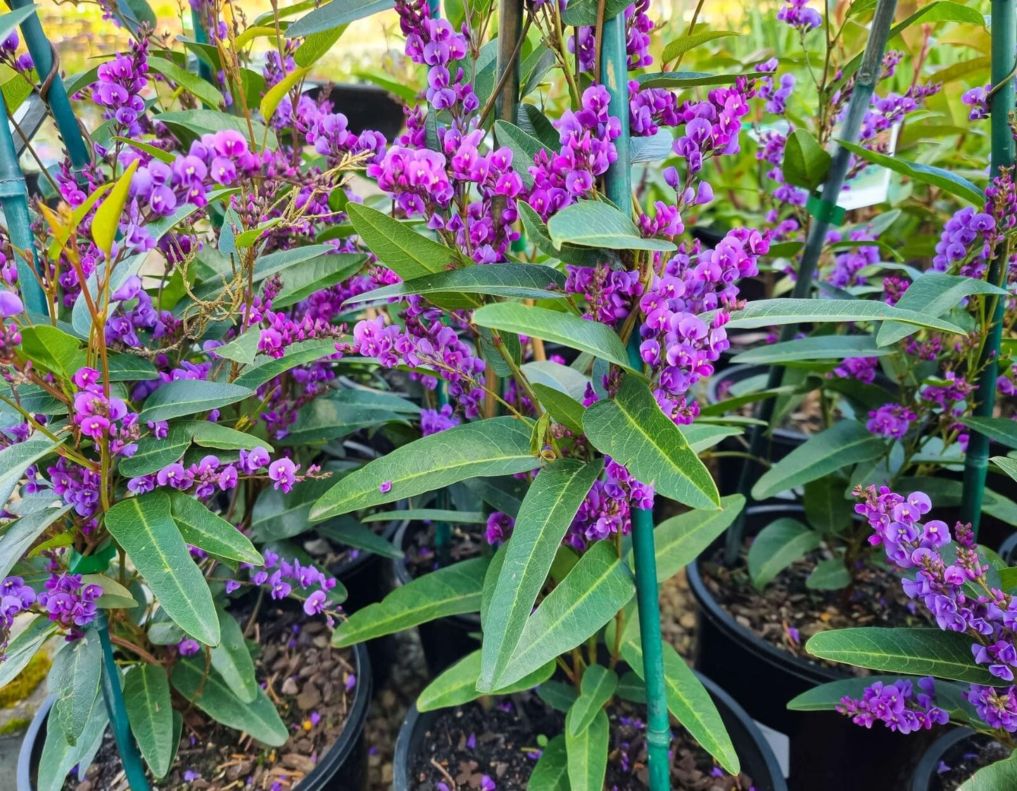 Live Plant - Happy Wanderer Hardenbergia Rooted Starter Plant