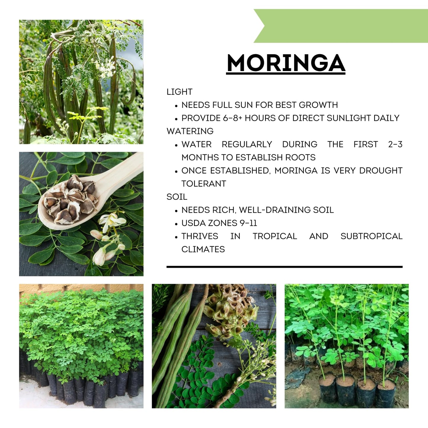 Moringa Plant Live in 4 Inch Pot, Hardy Perennial Moringa Oleifera Drumstick Tree Herb Plant