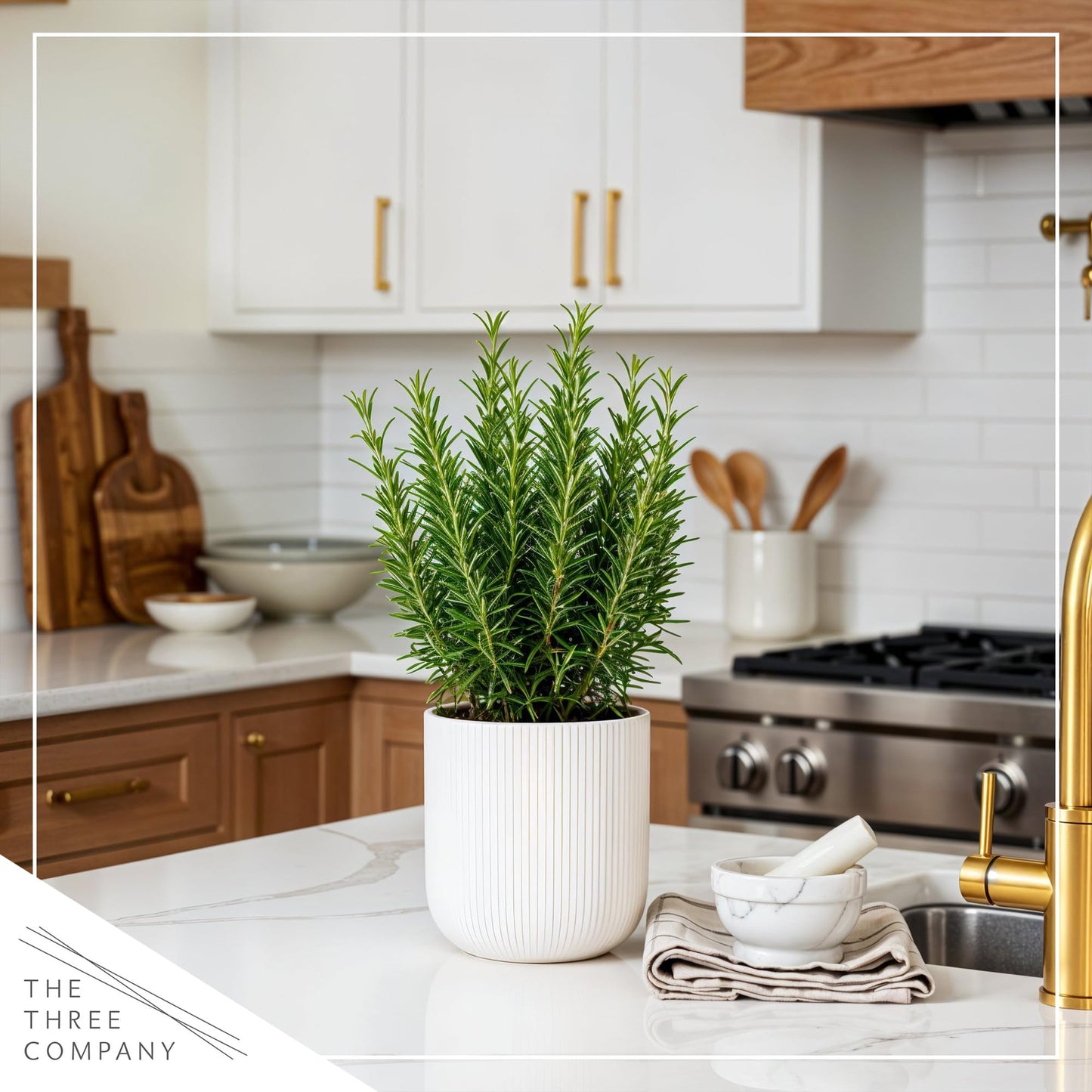 Live Aromatic and Edible Herb - Rosemary (6 Per Pack), Naturally Improves Breathing and Air Quality, 8" Tall by 3" Wide