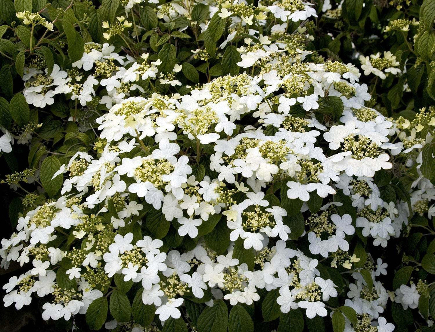 Live Plant - 2 Alleghany Viburnum Shrubs/Bushes - Live Potted Plants - 6-12" Tall - 3" Pots
