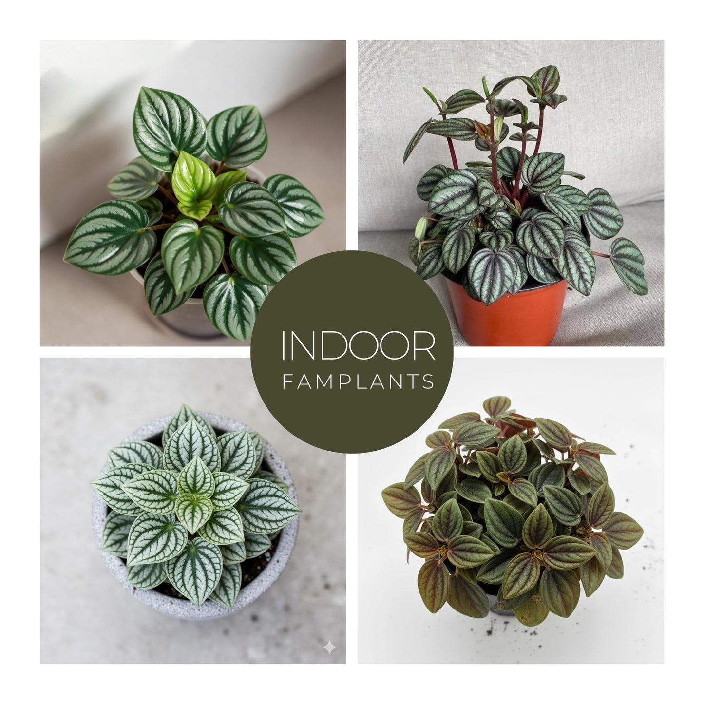 Peperomia Plant Collection (4 Pack)– Set of Rare Varieties | Watermelon, Frost, Eden Rosso & Piccolo Banda | Easy Indoor Houseplants, Live Plants for Home Decor (Peperomia Collection)