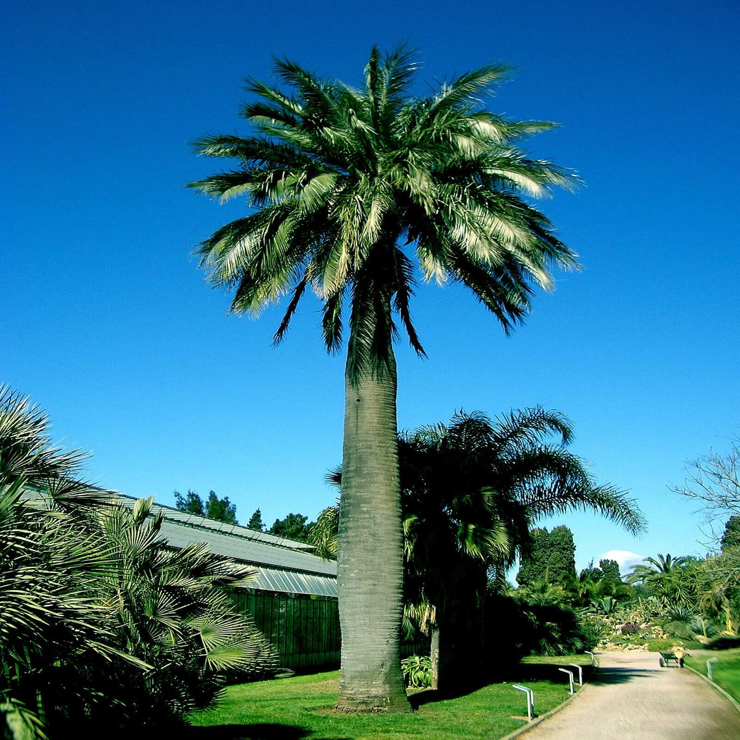 5 Seeds Chilean Wine Palm Tree Seeds (Jubaea chilensis) Fruit Plant