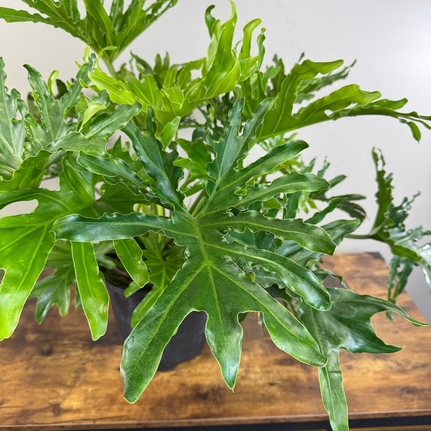 Philodendron ‘Lickety Split' | Live Plant for Indoor & Outdoor | for Living Room, Office, Bathroom | (8" Pot)