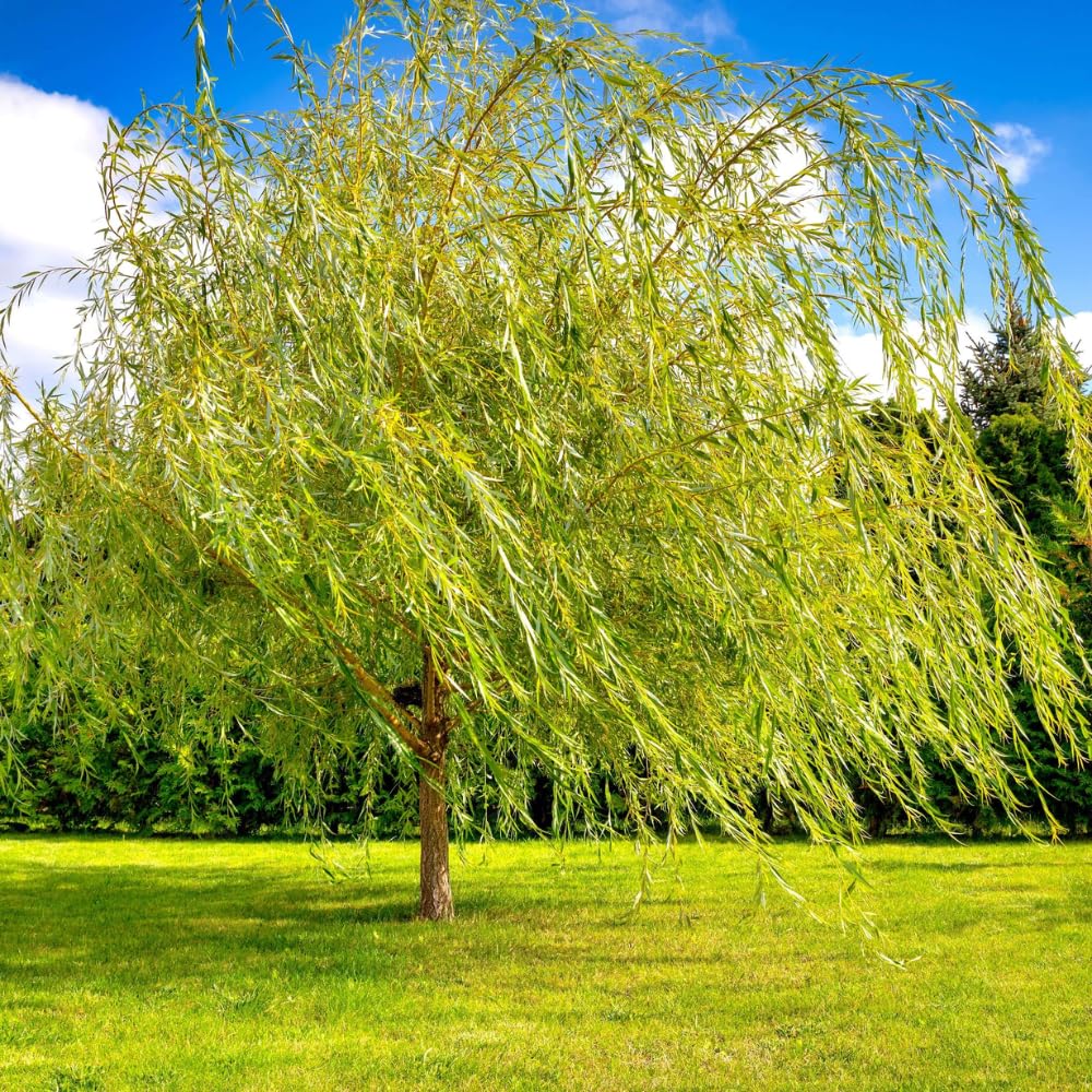 Set of 2 Weeping Willow Bare Root Trees, 1-2 Feet Tall Dormant Live Willow Plants, Fast-Growing Cold-Hardy Shrubs for Outdoor Landscaping