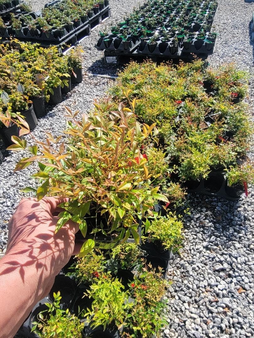 Live Plant - Gulf Stream Nandina Heavenly Bamboo - Live Plant - (1 Qt)
