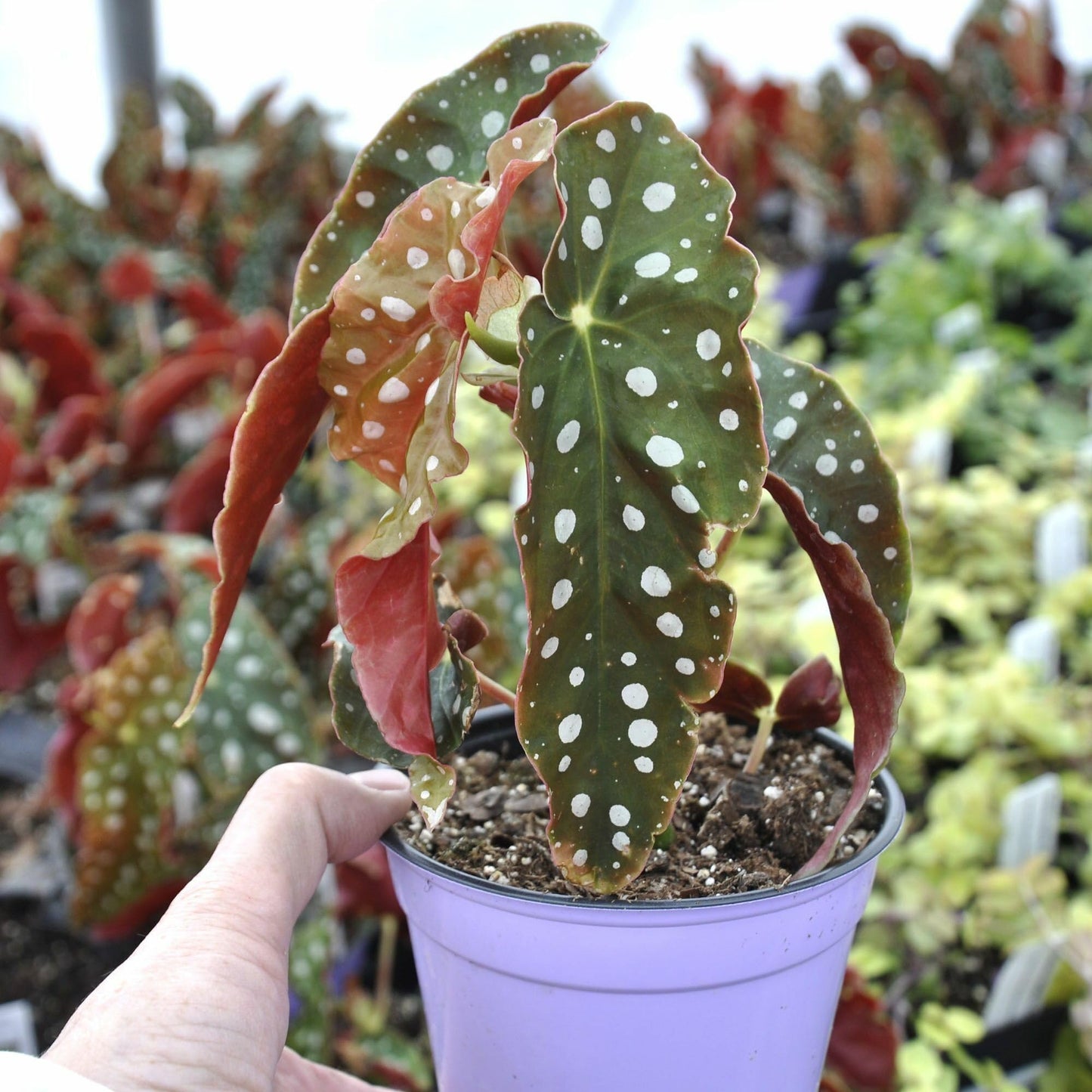 Begonia maculata 'Wightii', Polka Dot/Clown/Trout/Spotted Begonia, Live Houseplant, Spotted and Dotted Angel Wing Foliage, Rare, Container Size: 3.5"