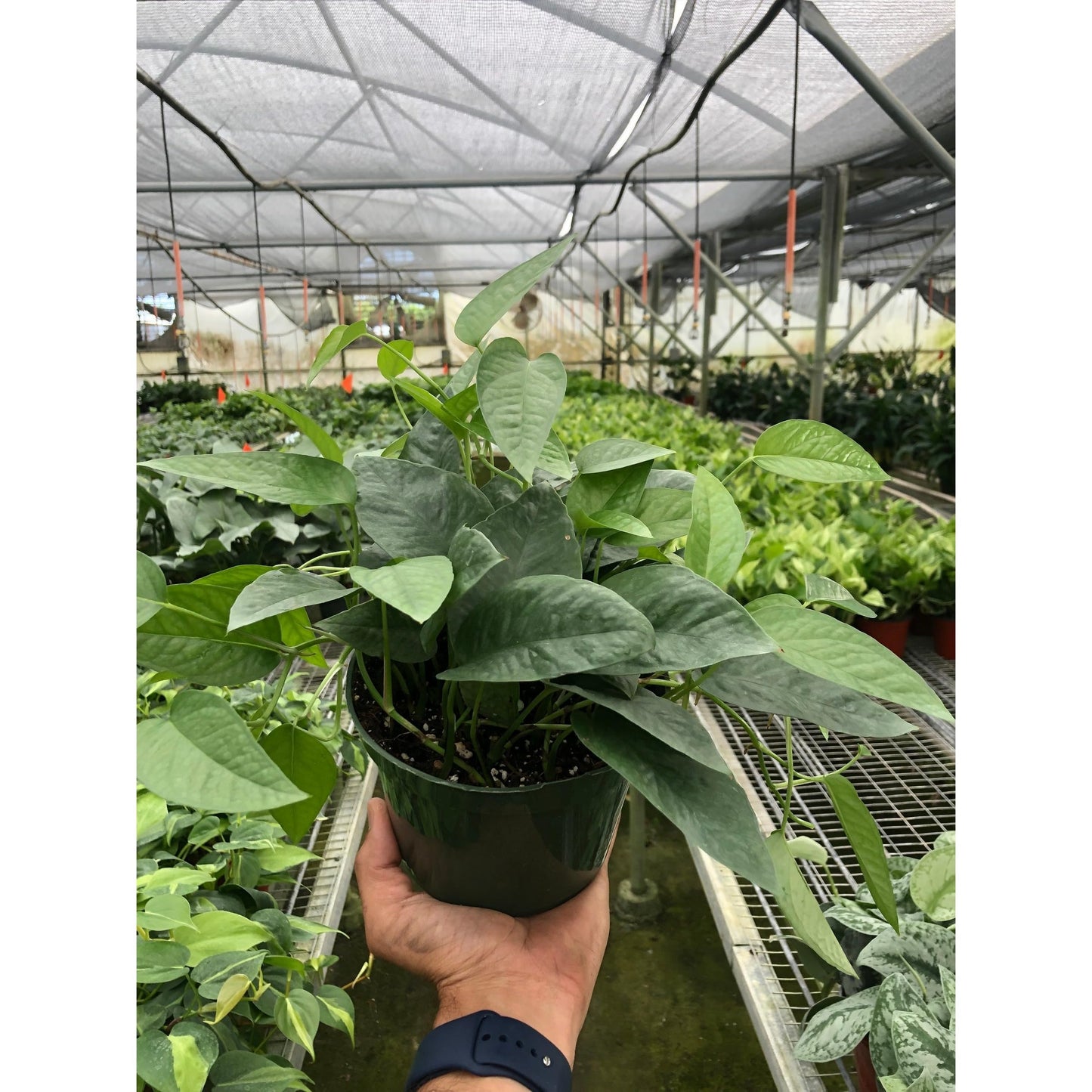 Pothos 'Cebu Blue' | Live Plant for Indoor & Outdoor | for Living Room, Office, Bathroom | (6" Pot)
