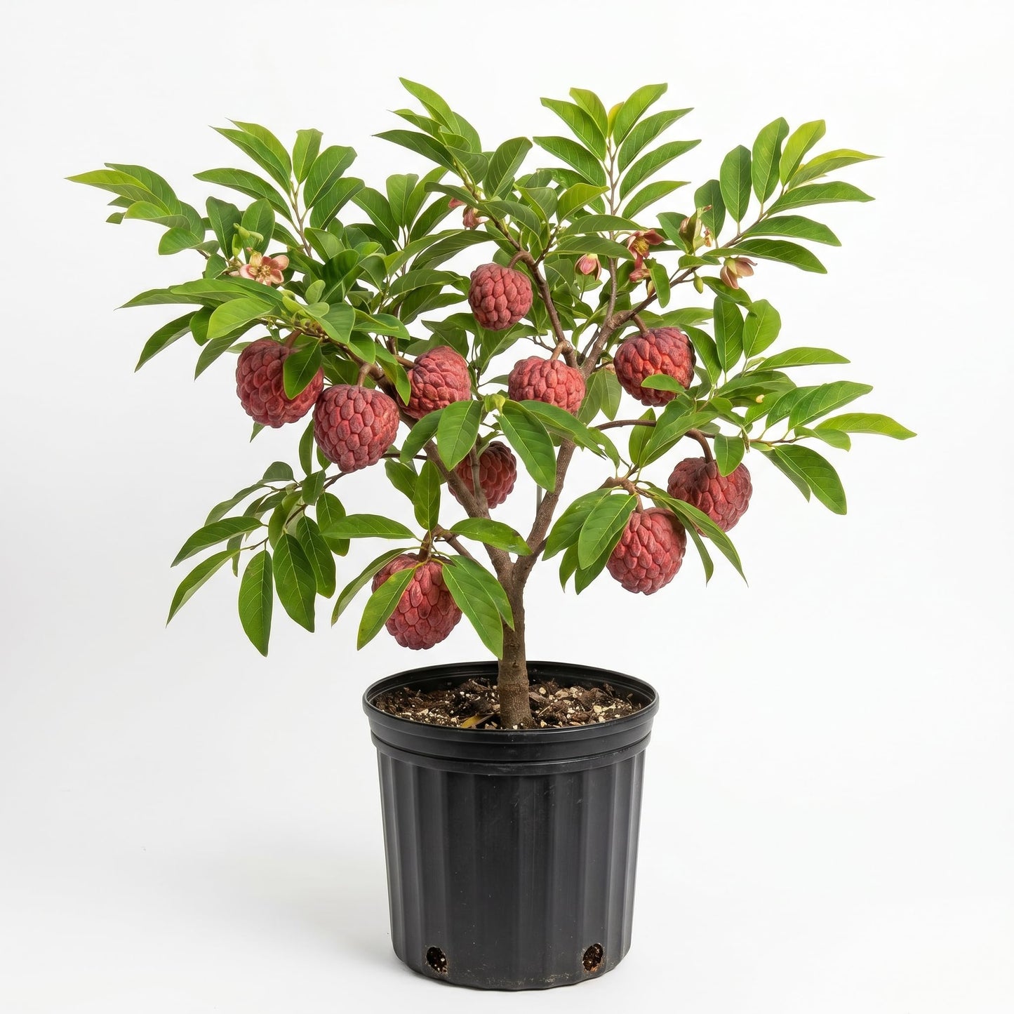 Sugar Apple Tree 2-3 Feet Tall in 3 Gallon Pot, Sweet Tropical Fruit Tree, Backyard and Container Planting, No CA (Red Sugar Apple)