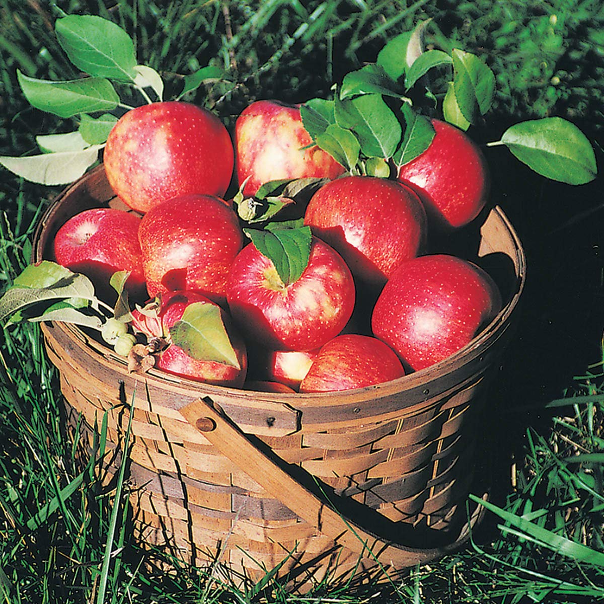 GURNEY'S - Honeycrisp Apple Fruit Tree, Dormant Bare Root Starter Tree, 1-Pack - Can't Ship to The State of Montana