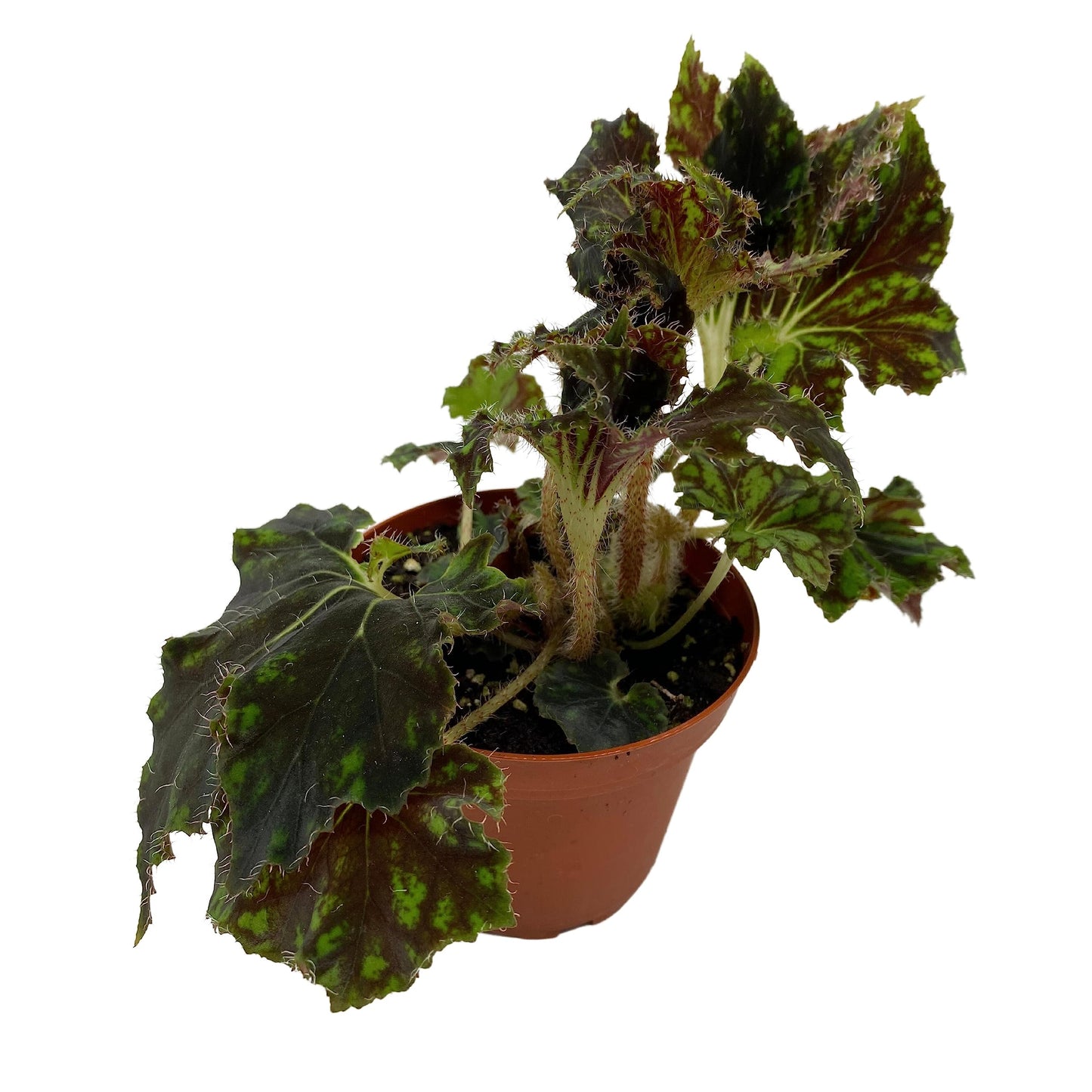 BubbleBlooms Harmony's Unique Begonia Rhizo in 4 inch Pot Rare
