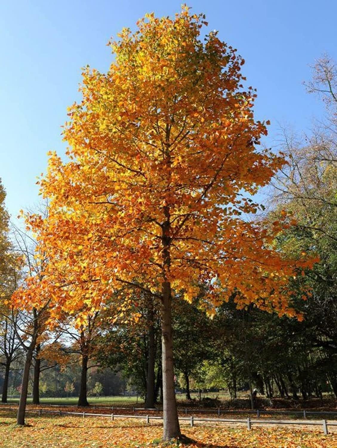 2 Tulip Poplar Trees - 18-24" Tall Live Plants - American Tulip Tree Seedlings - Liriodendron tulipifera - (2 Pack)