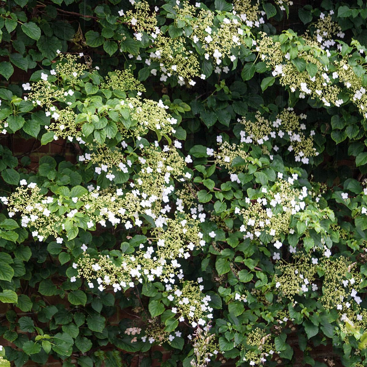 Petiolaris Climbing White Flowering Hydrangea Vine, Bare Root Starter Shrub - 1 Starter Plant per Offer