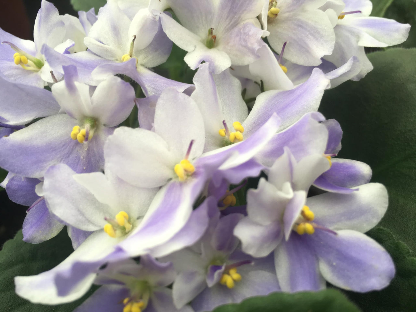 Optimara African Violet Variety Pack (2 Plants) 4" Pots, Grower's-Choice Assorted Varieties