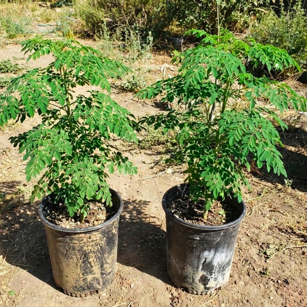 Established Moringa Plant Live Tree 2-3 Feet Tall in 1 Gallon Pot, Malunggay Plant Live, Moringa Oleifera Tree Plant Live, Drumstick Horseradish