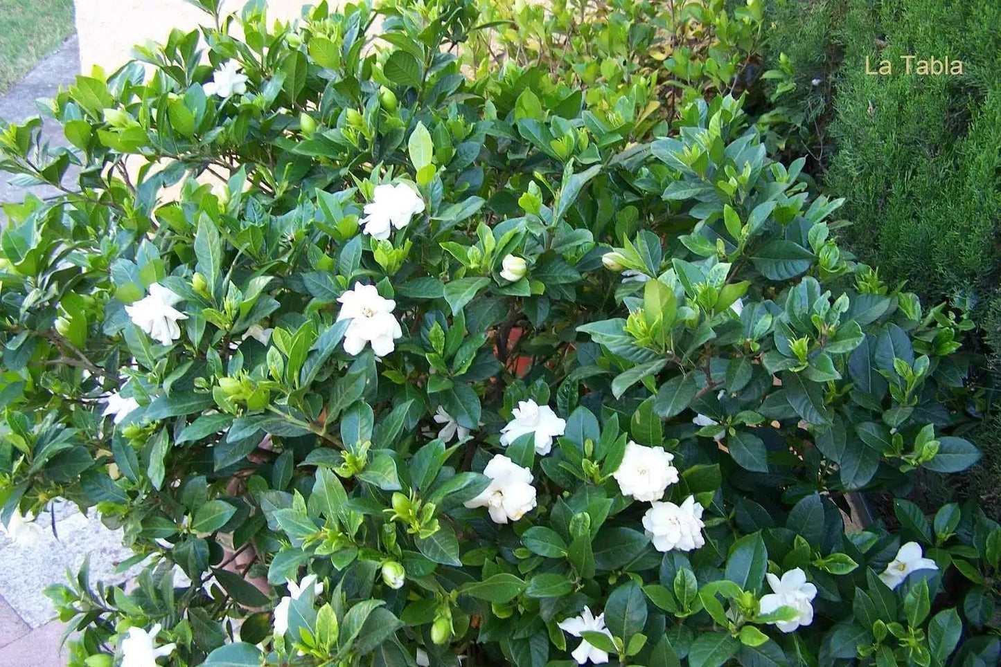 Live Plant - Gardenias (Gardenia jasminoides Ellis) 1’-2’ feet Tall