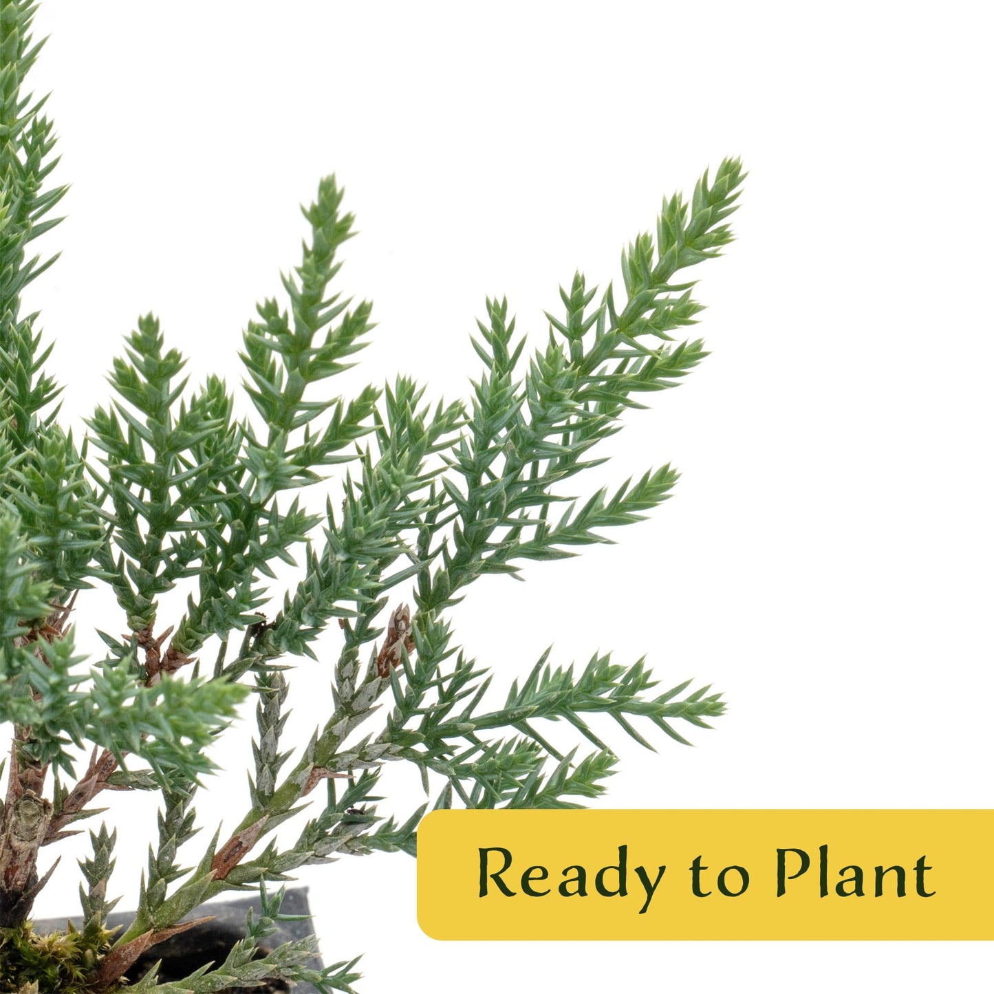 6 Tamarix Juniper in 3.5" Nursery Cubes | Juniperus Sabina ‘Tamariscifolia’ | Dense, Low-Maintenance Evergreen Shrub with Fine, Feathery Foliage | Ready-to-Plant Live Starters