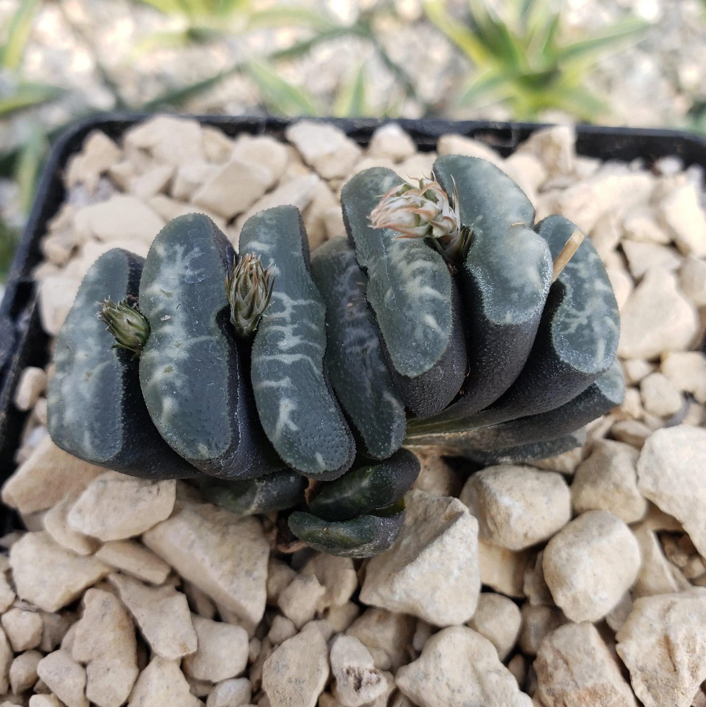 Haworthia Truncata Cacti Cactus Succulent Real Live Plant